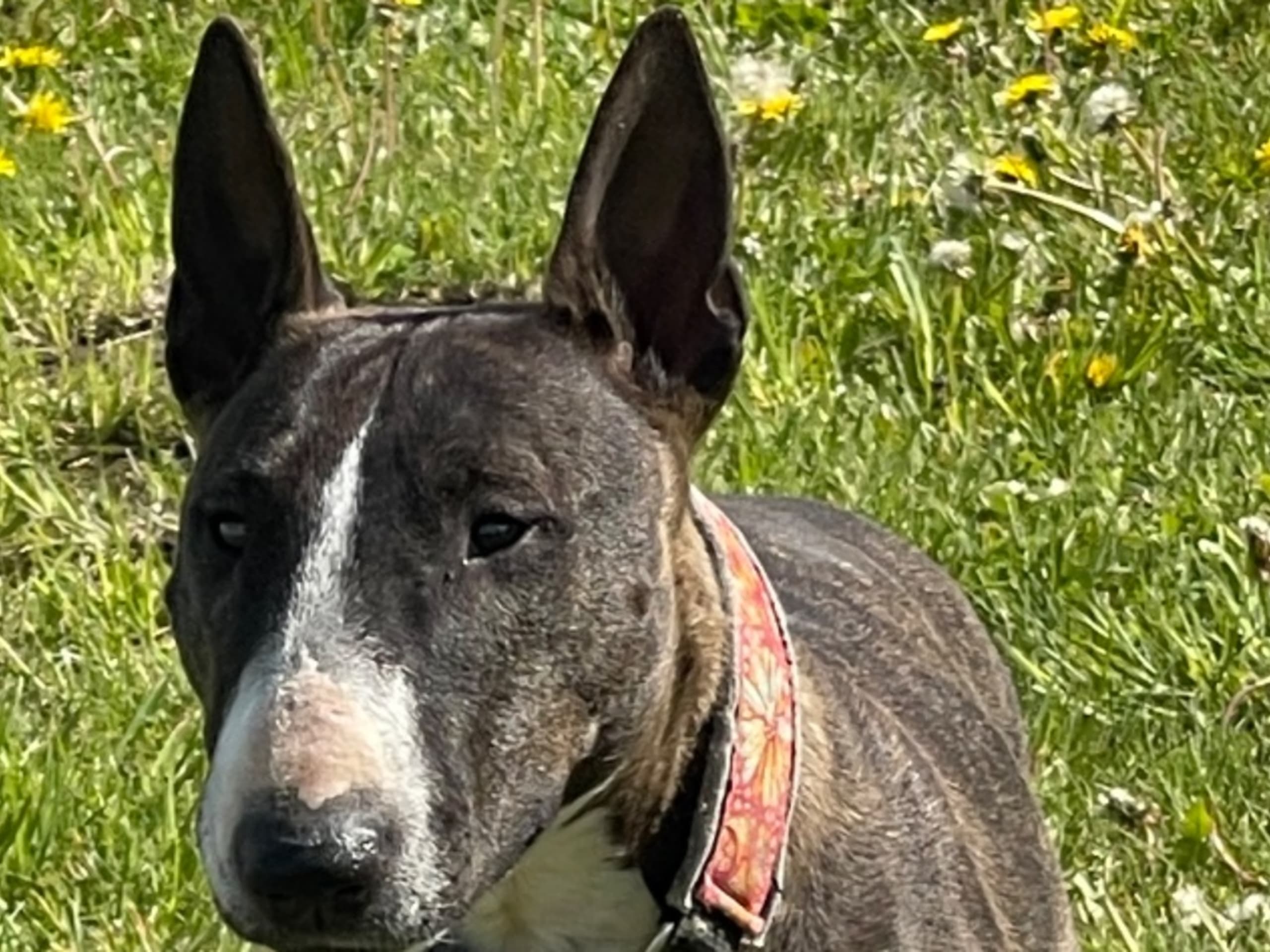 Miniatyrbullterrier · Grästorp · Classic Dream’s