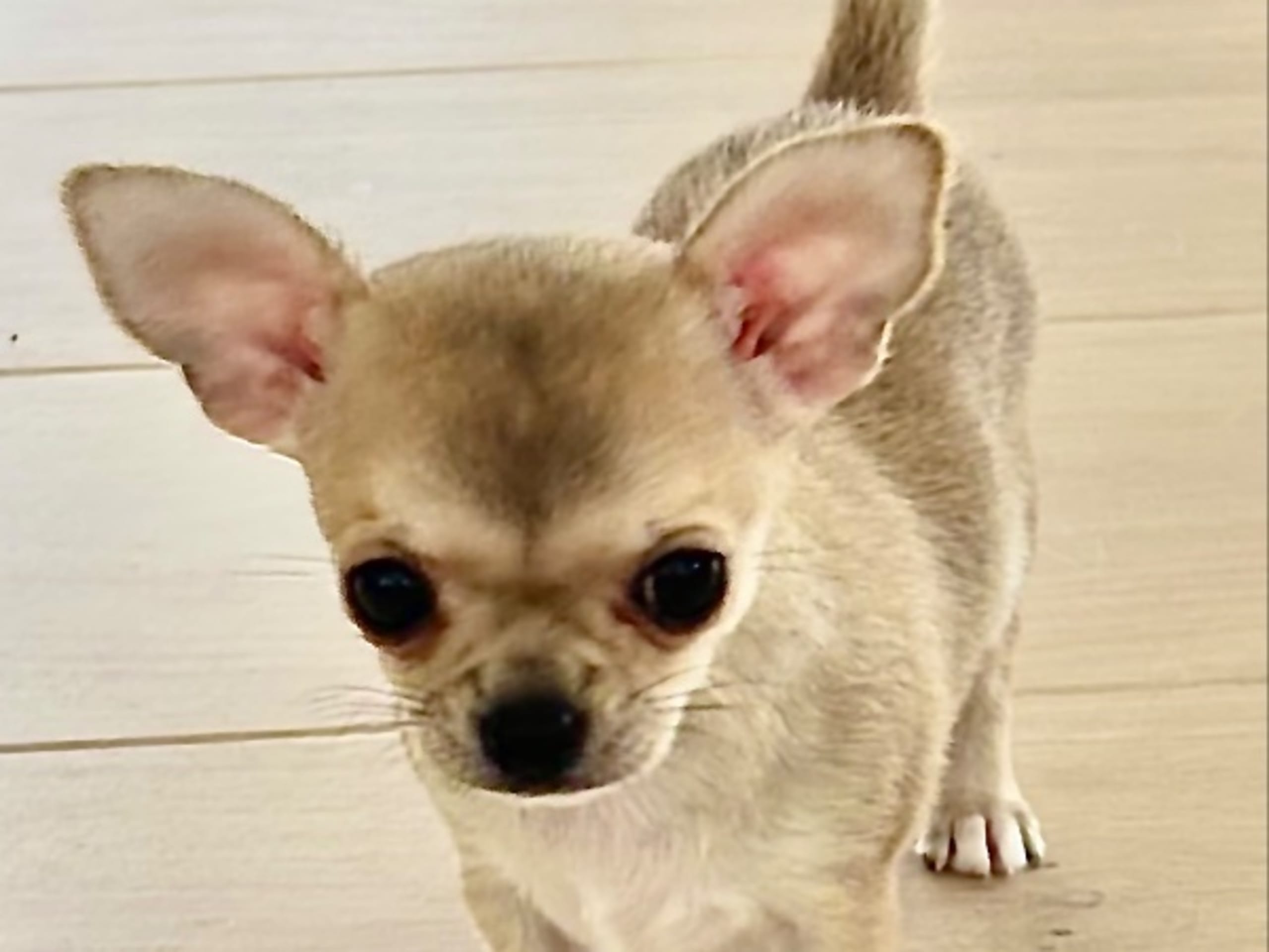 Chihuahua · Västra frölunda · My precious