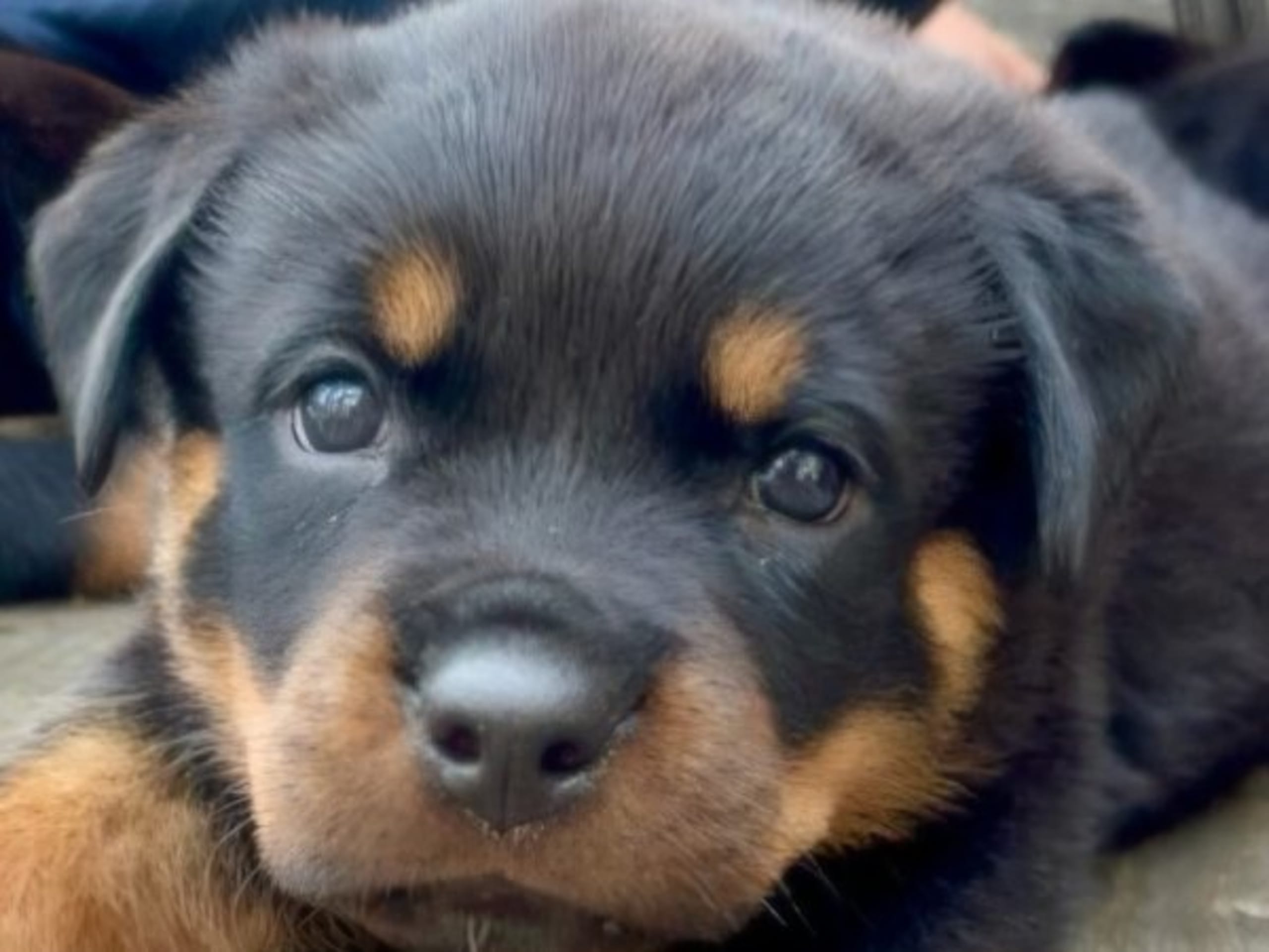 Rottweiler · Olofstorp · Levarotto's kennel