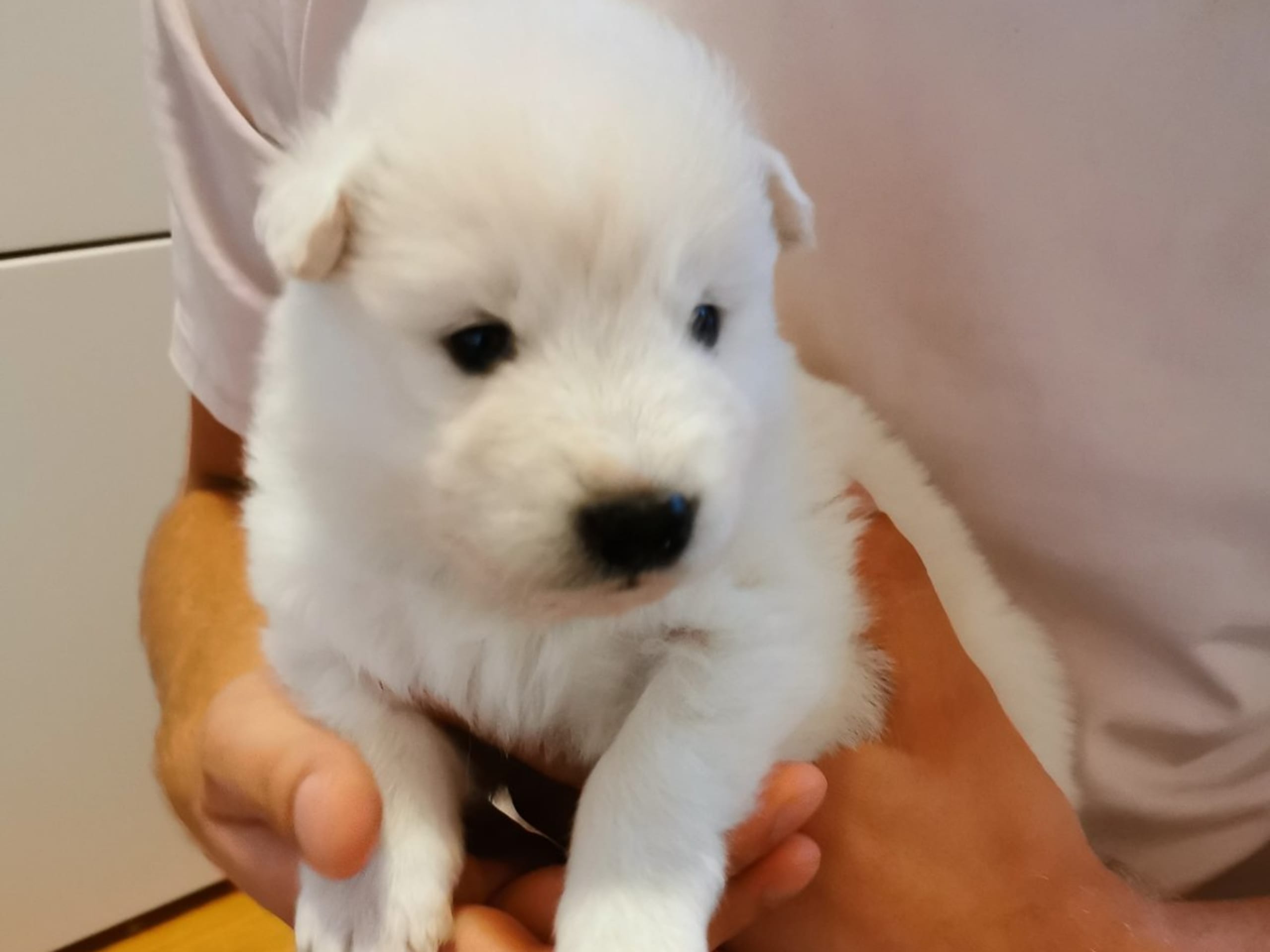 Samojedhund · Älvsjö · Annika Granlund
