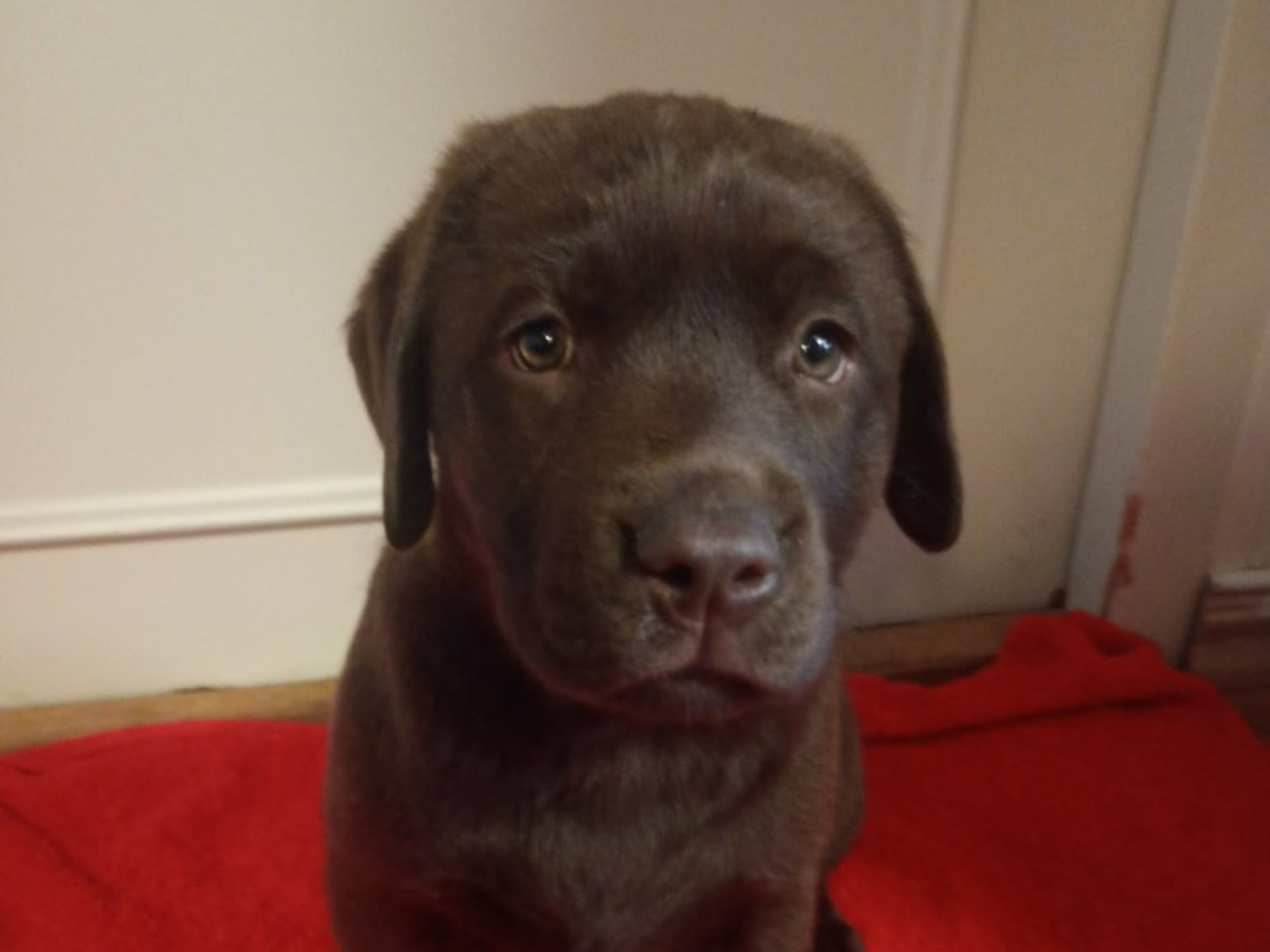 Labrador Retriever · Ljungbyholm · Dineroo's Kennel