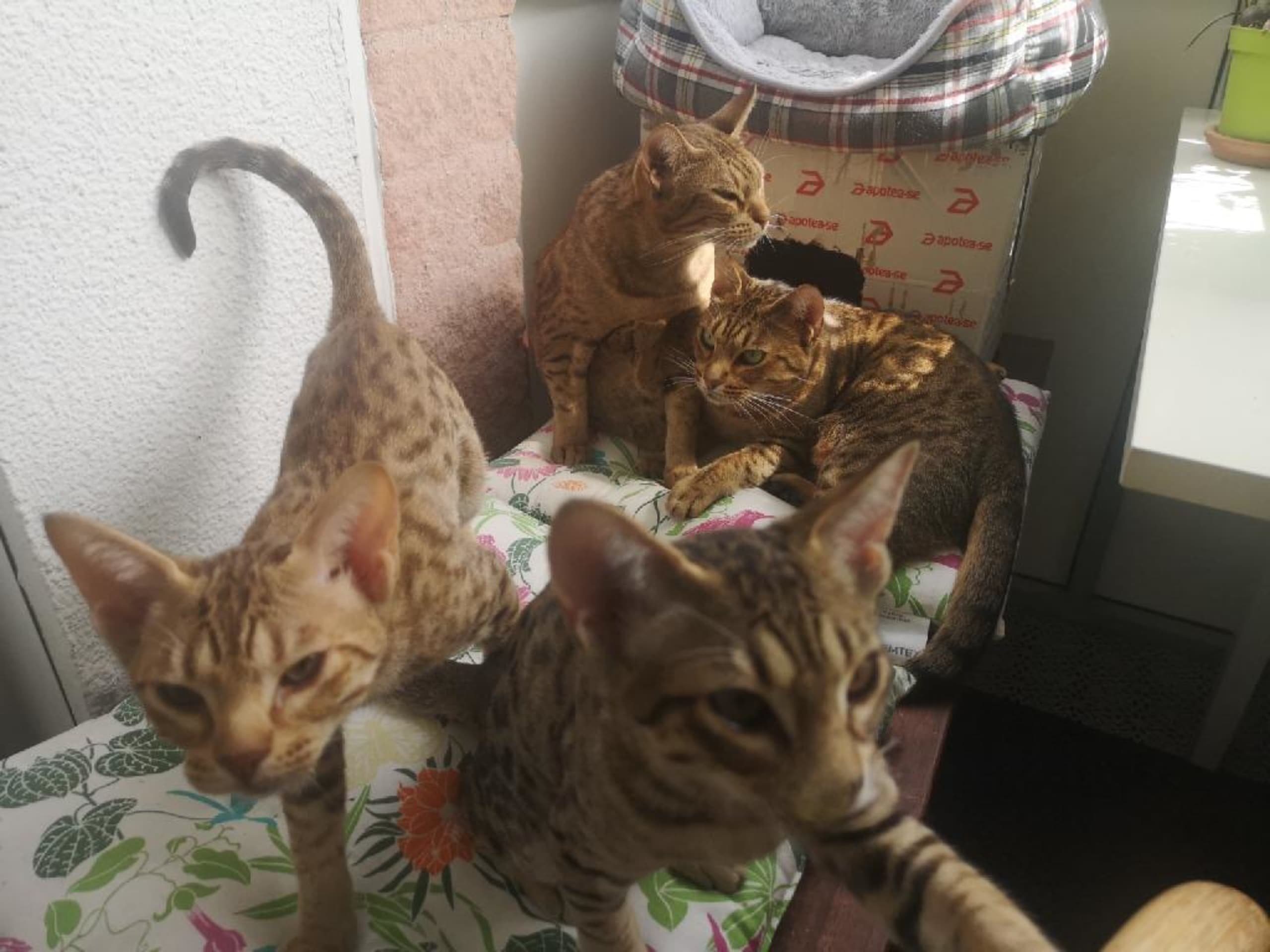 Ocicat · Nyköping · SE*Aspkatter