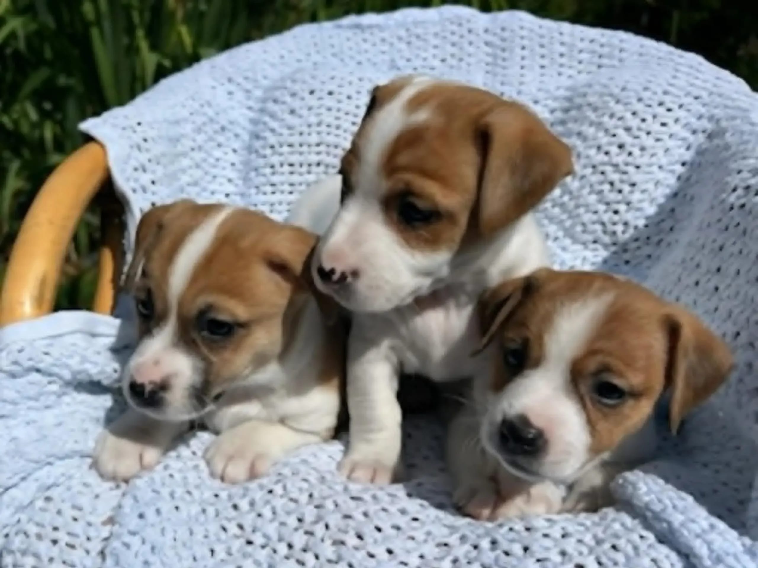 Jack Russell Terrier · Vormsund · Gun Synøve Wulff