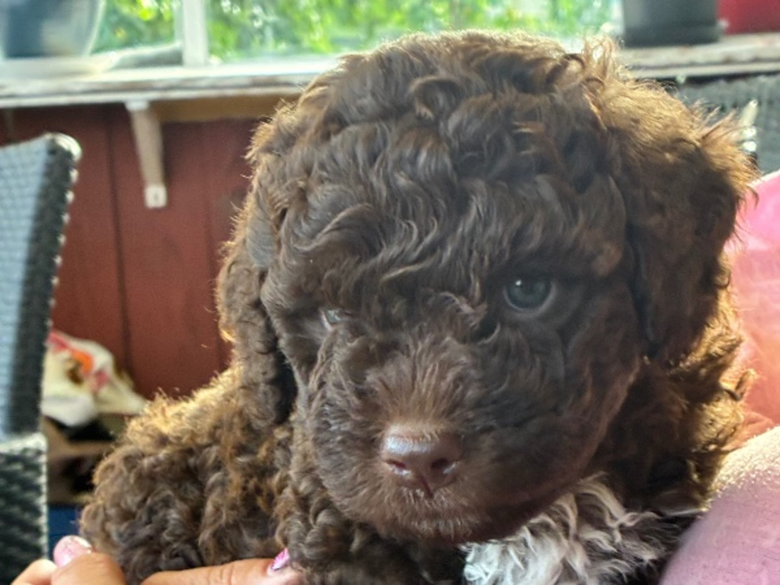 Lagotto romagnolo · åkersberga · Kimovikens