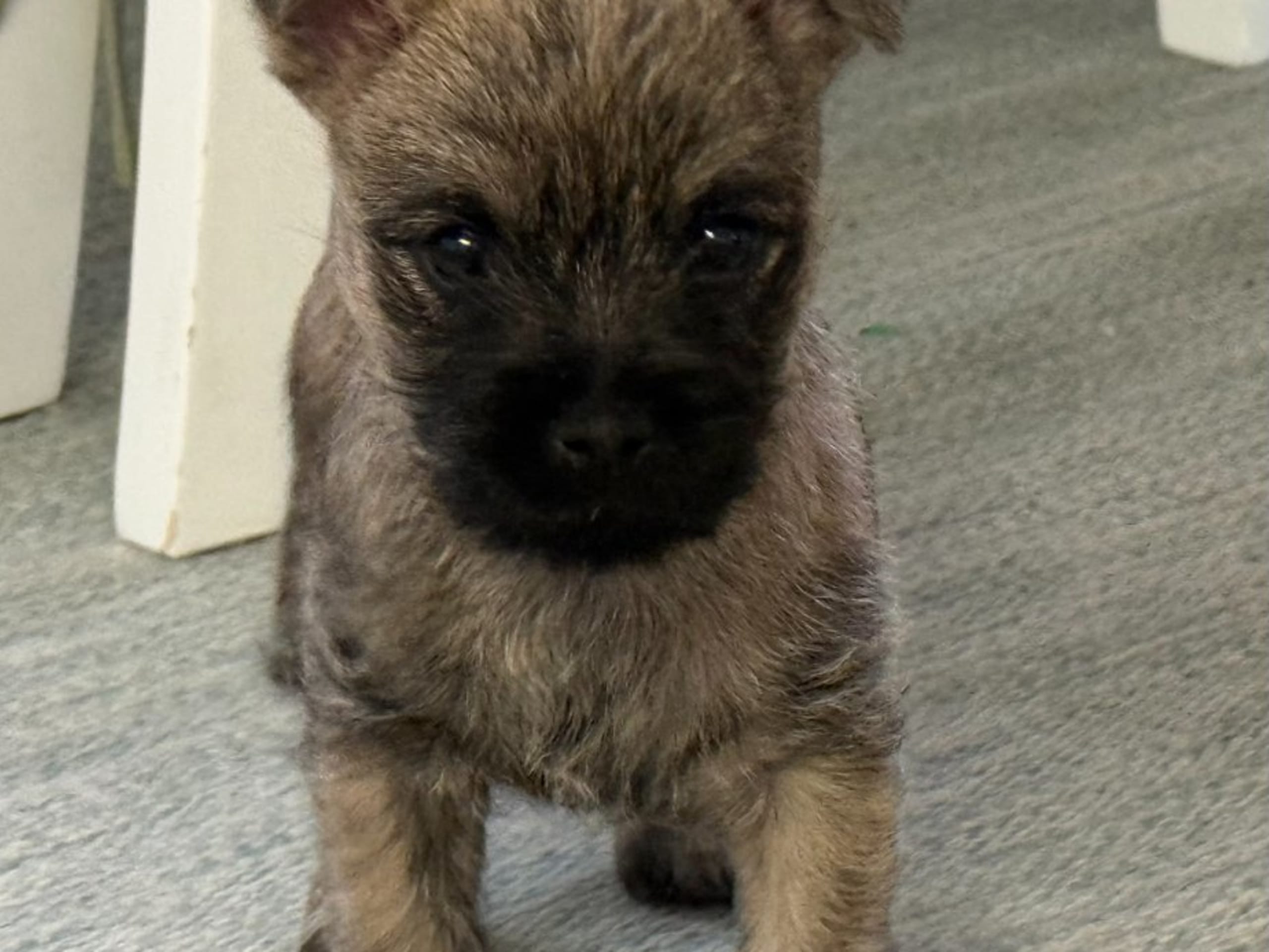 Cairnterrier · Grillby · Stoneglade's