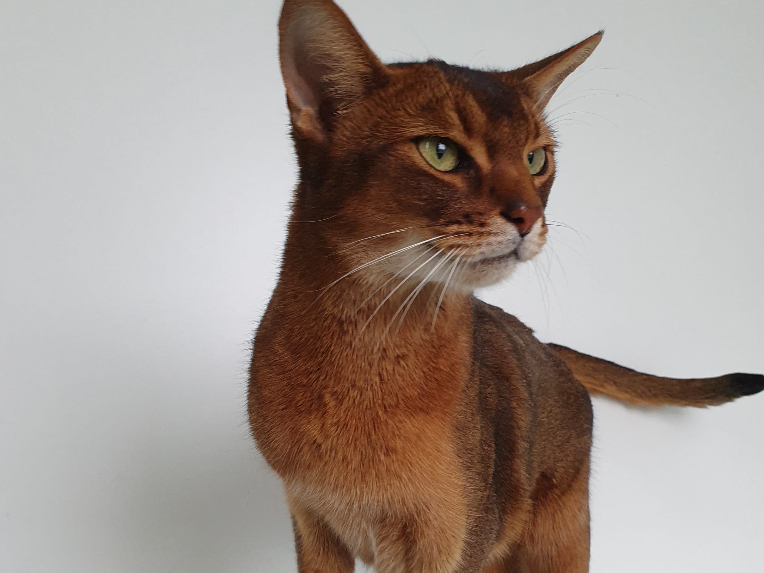 Abyssinier