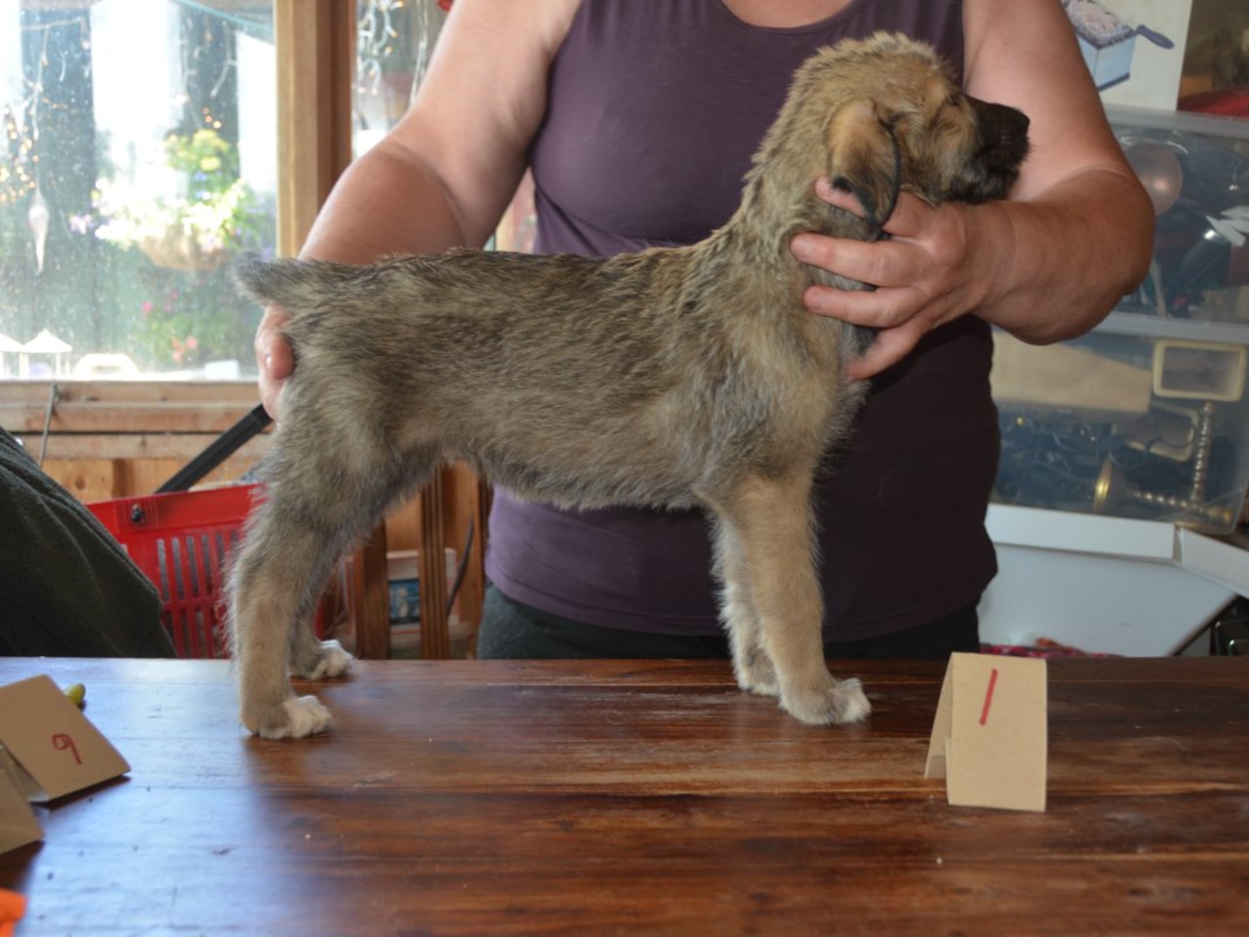 Irish Wolfhound · Stora Levene · Åkerö's