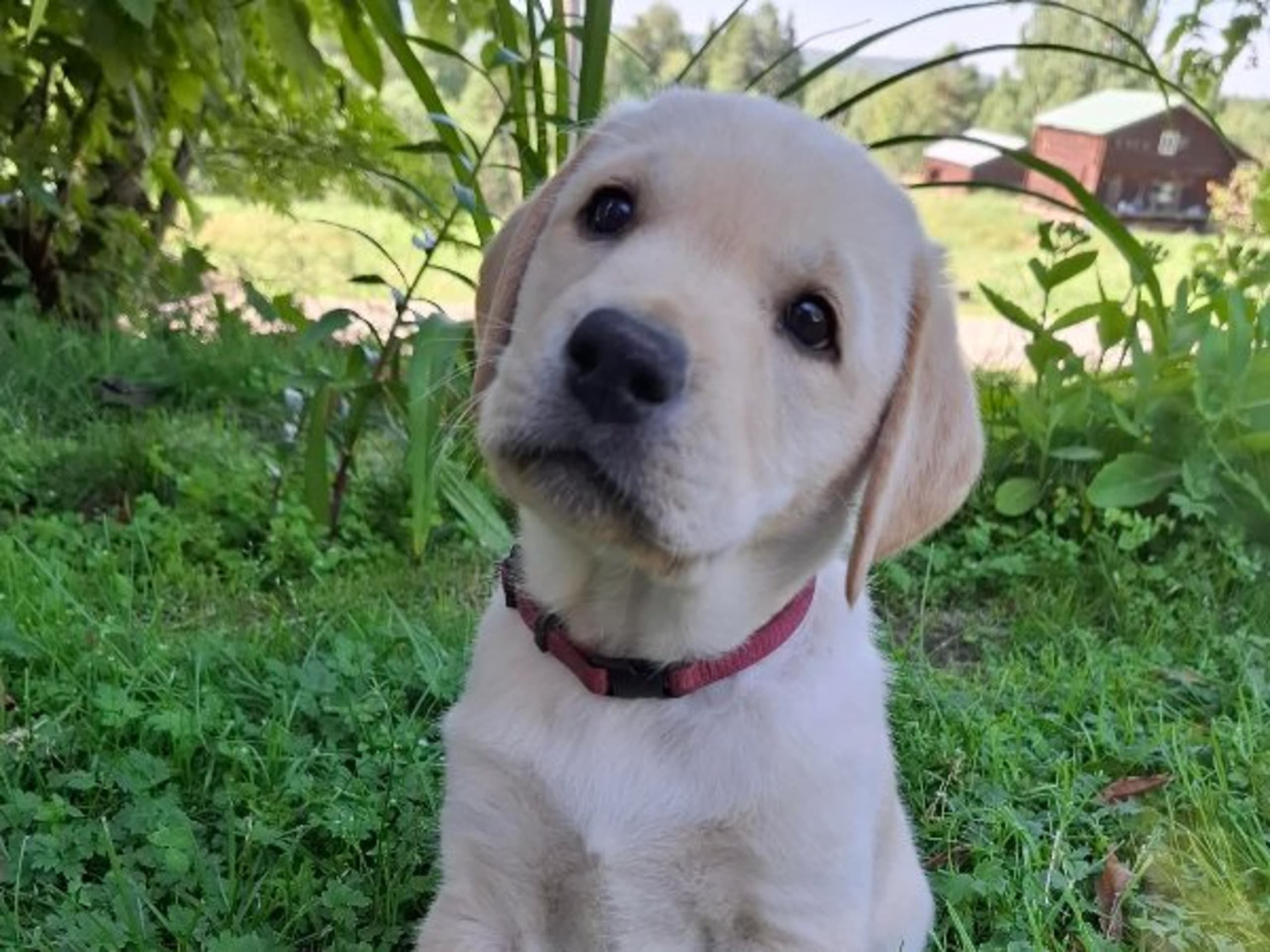 Labrador Retriever · Näsåker · Holaforsens