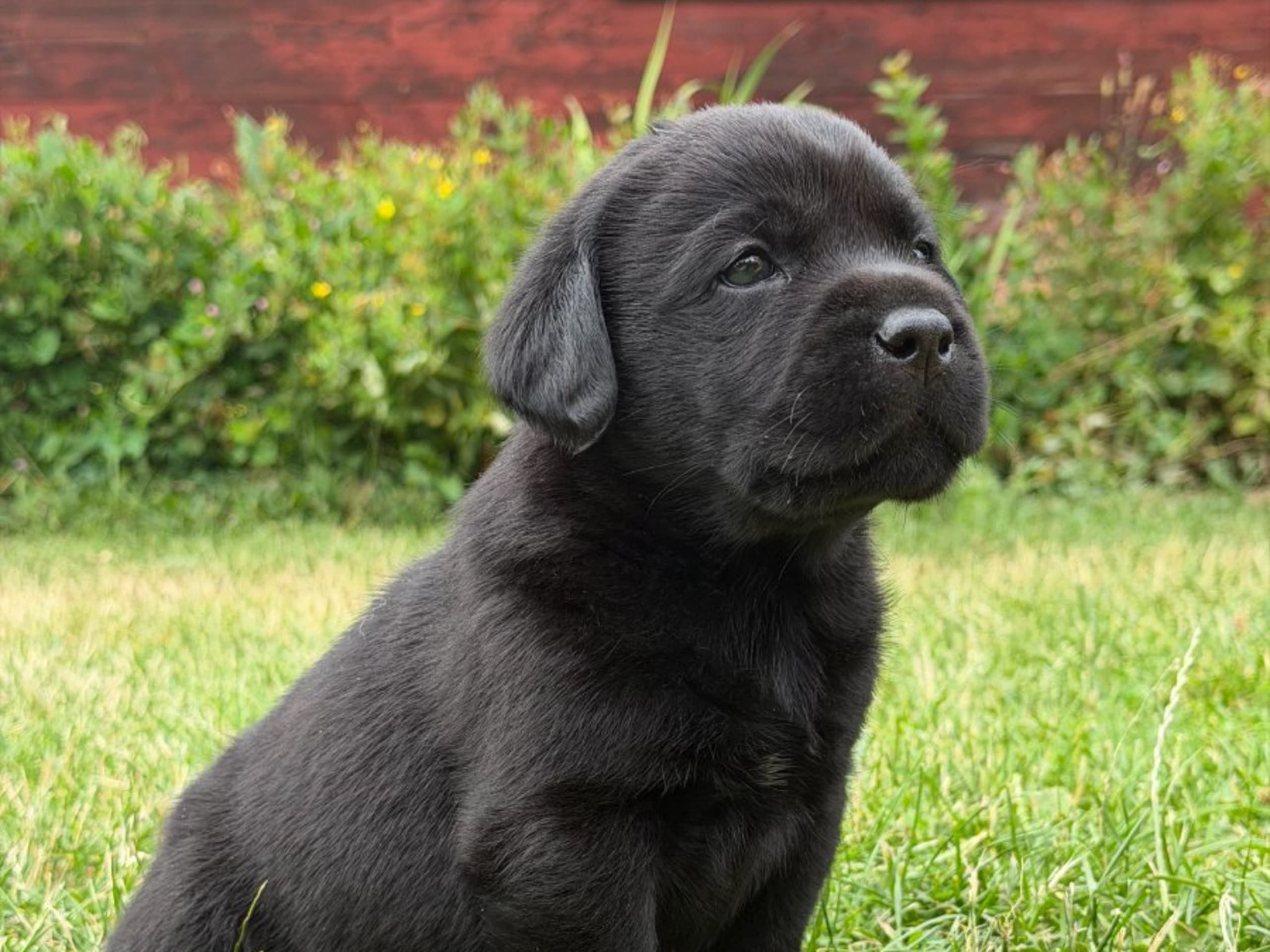Labrador retriever · Vagnhärad · Unbridled Unicorn
