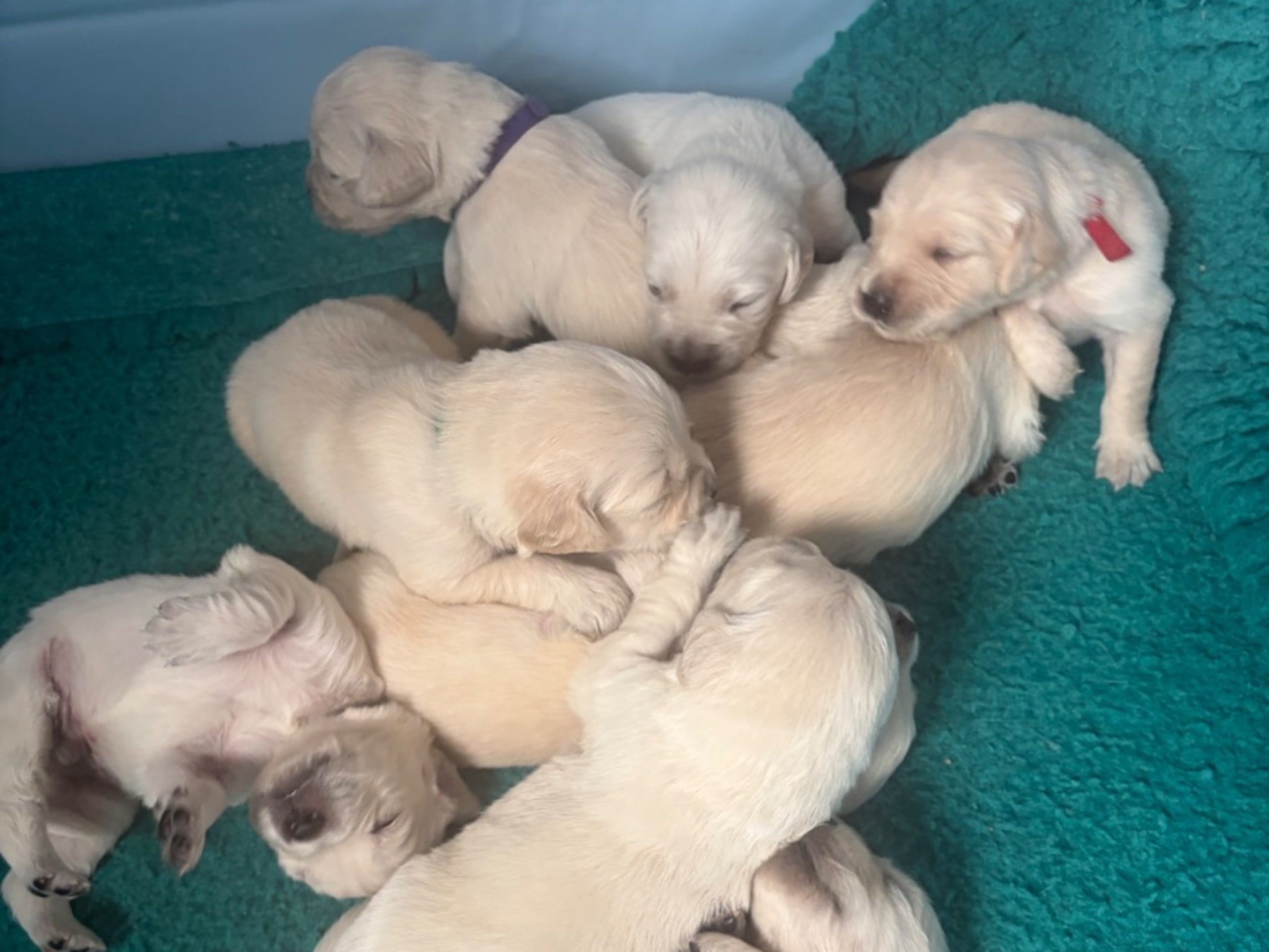 Golden Retriever · Norrköping · Häradssveden