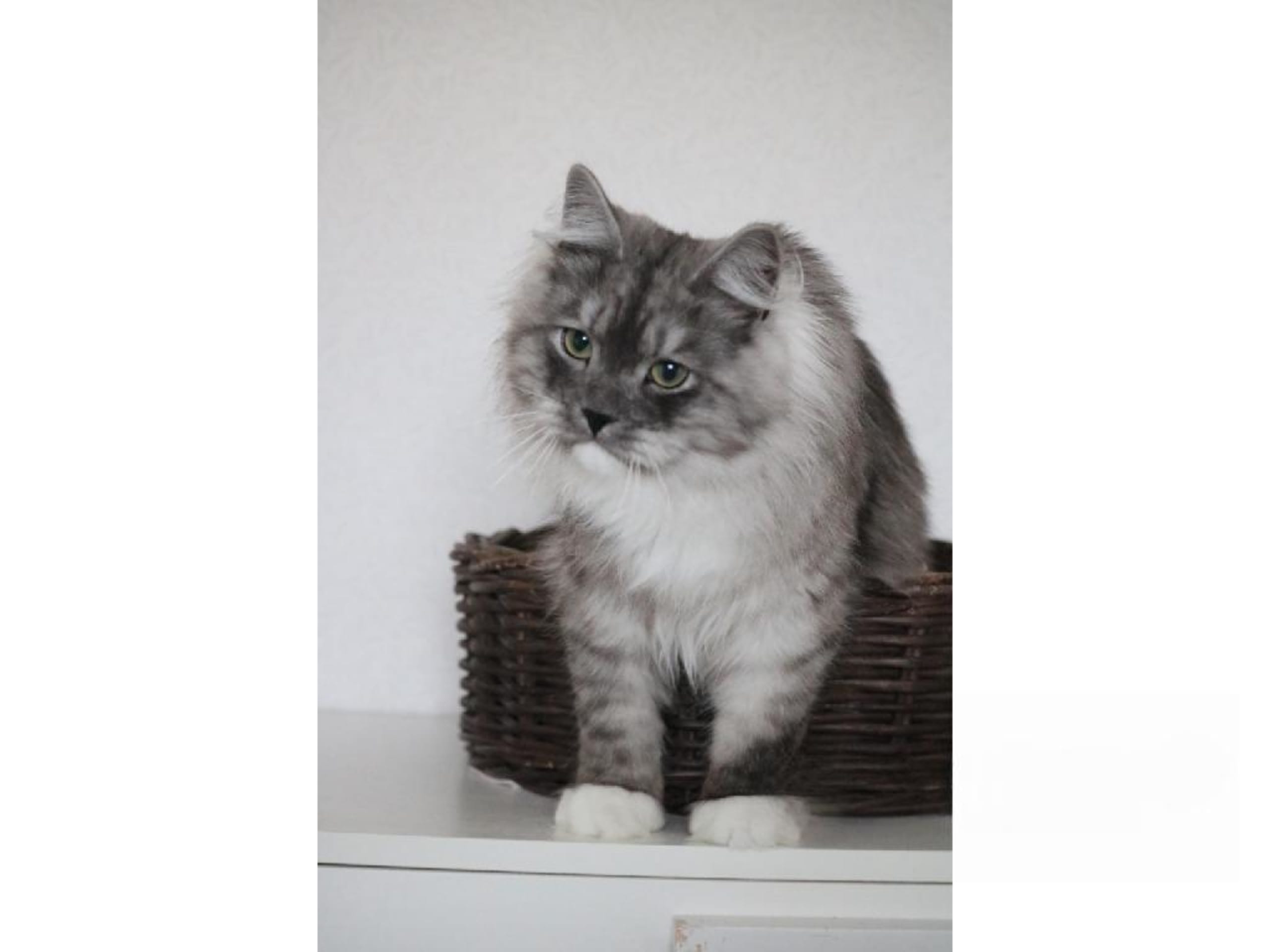 Sibirisk kat · Forsa · S*Vänorten's