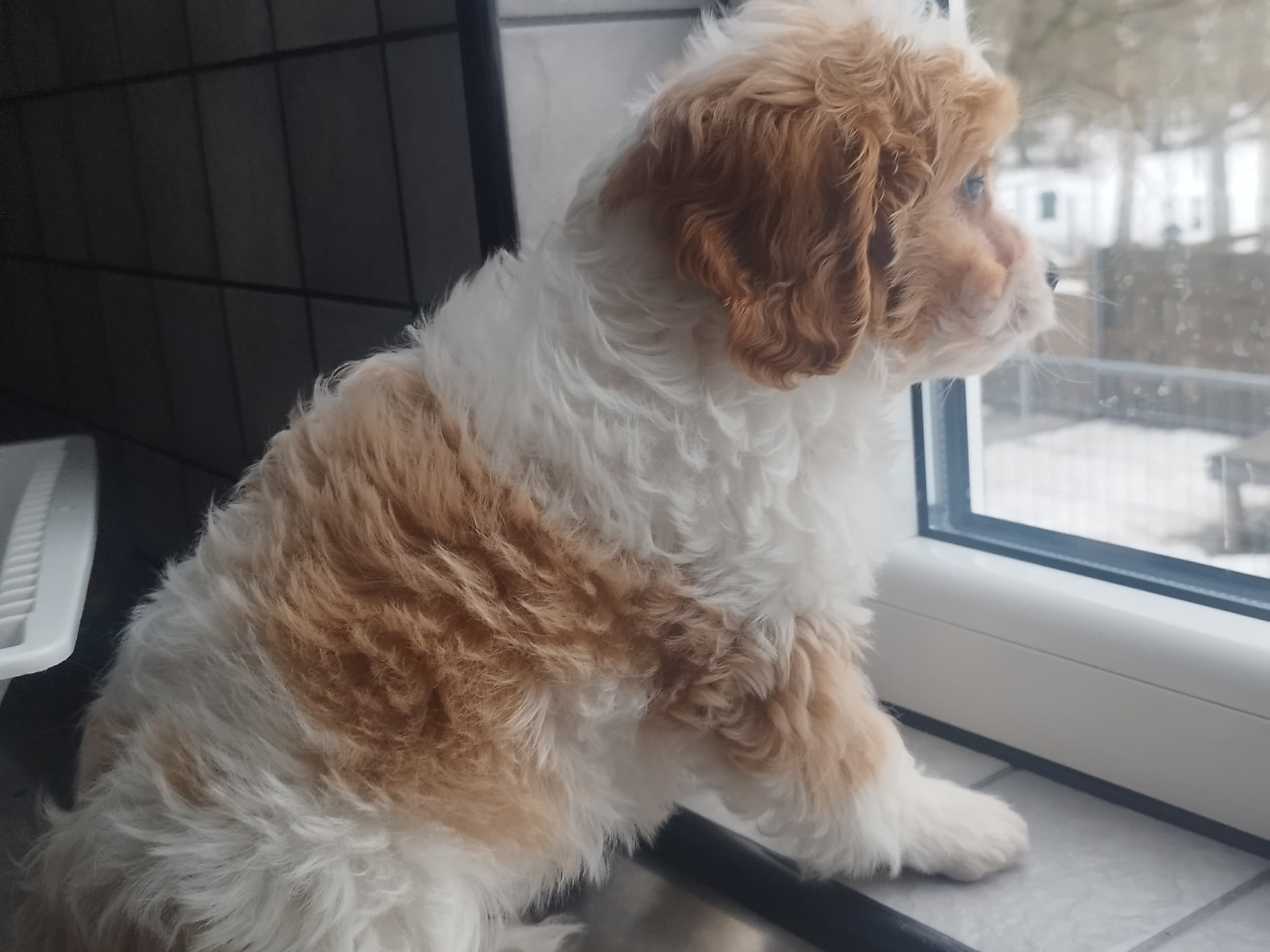 Hjortkvarns Cavapoo