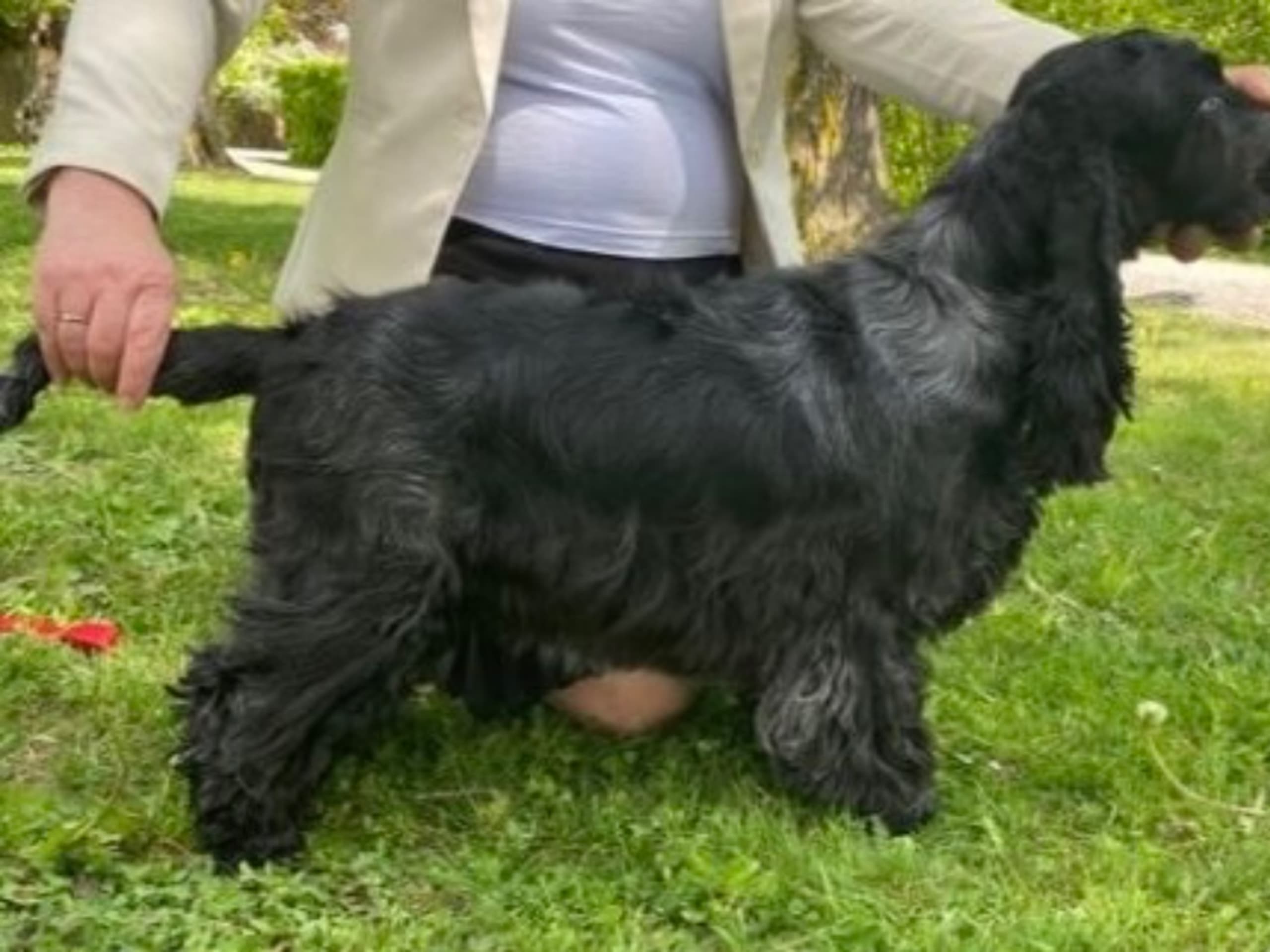 Cocker spaniel · Svartsjö · Accounts