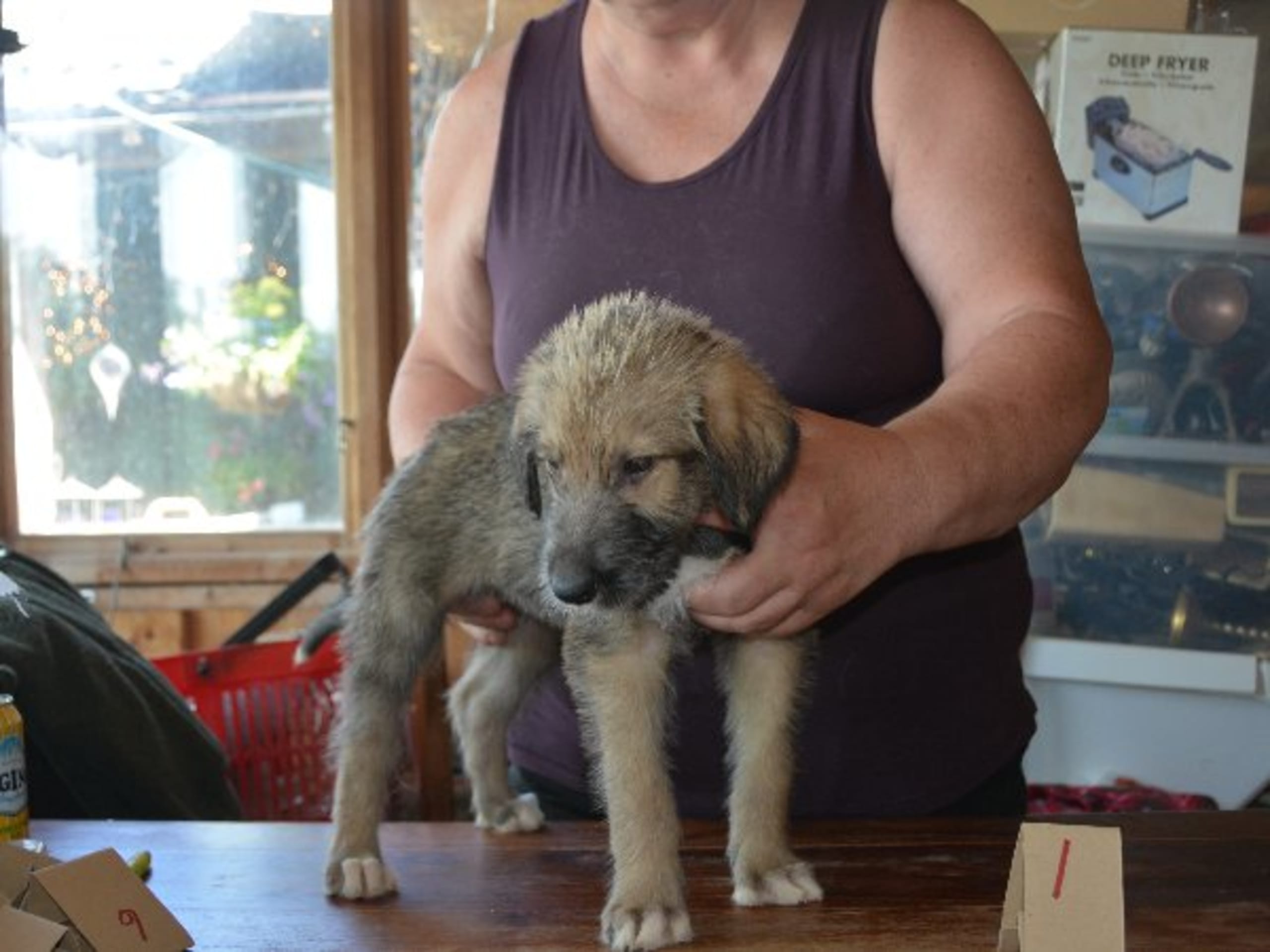 Irish Wolfhound · Stora Levene · Åkerö's