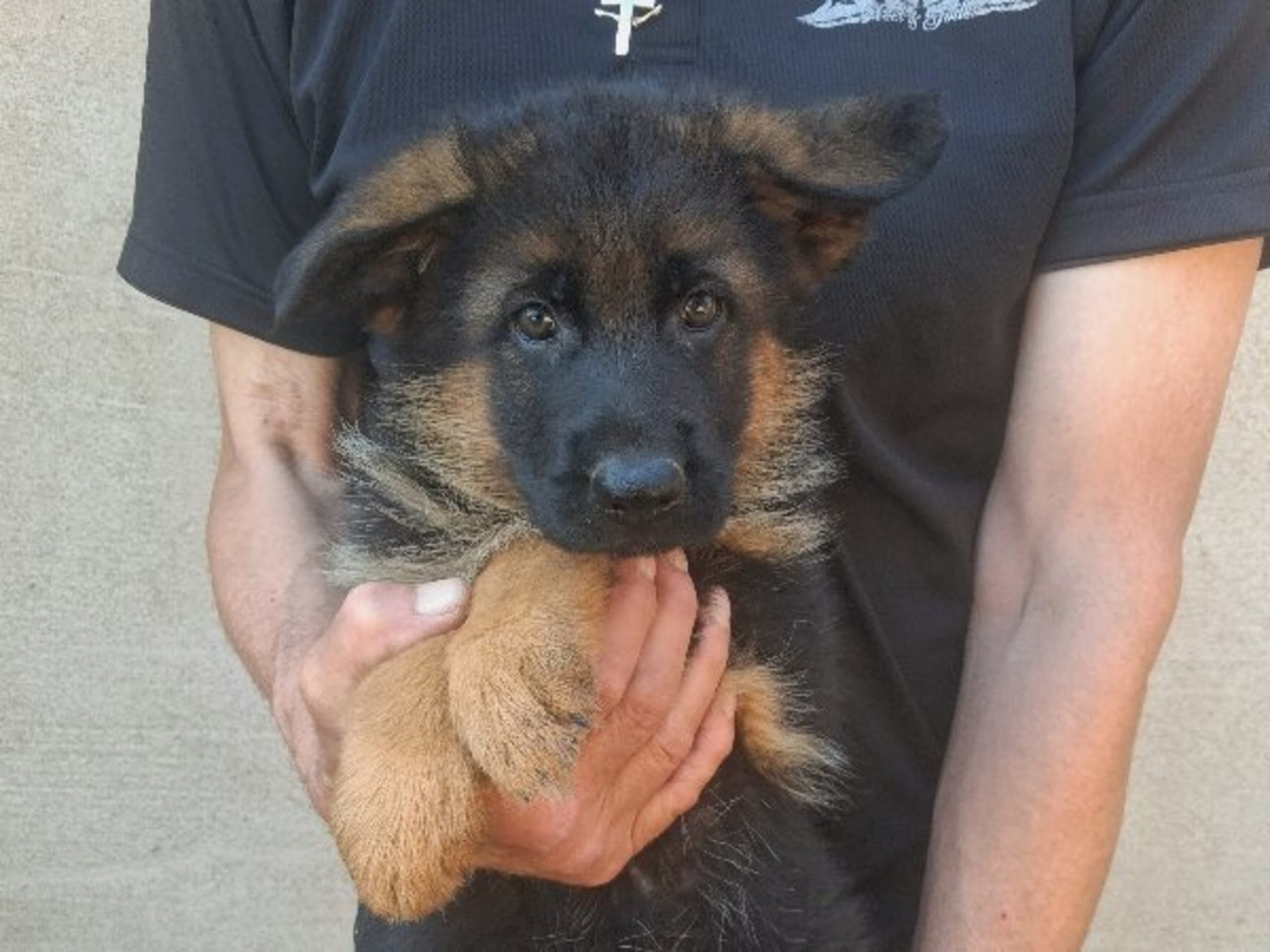 Tysk Schäferhund · Sölvesborg · Ebafarmens