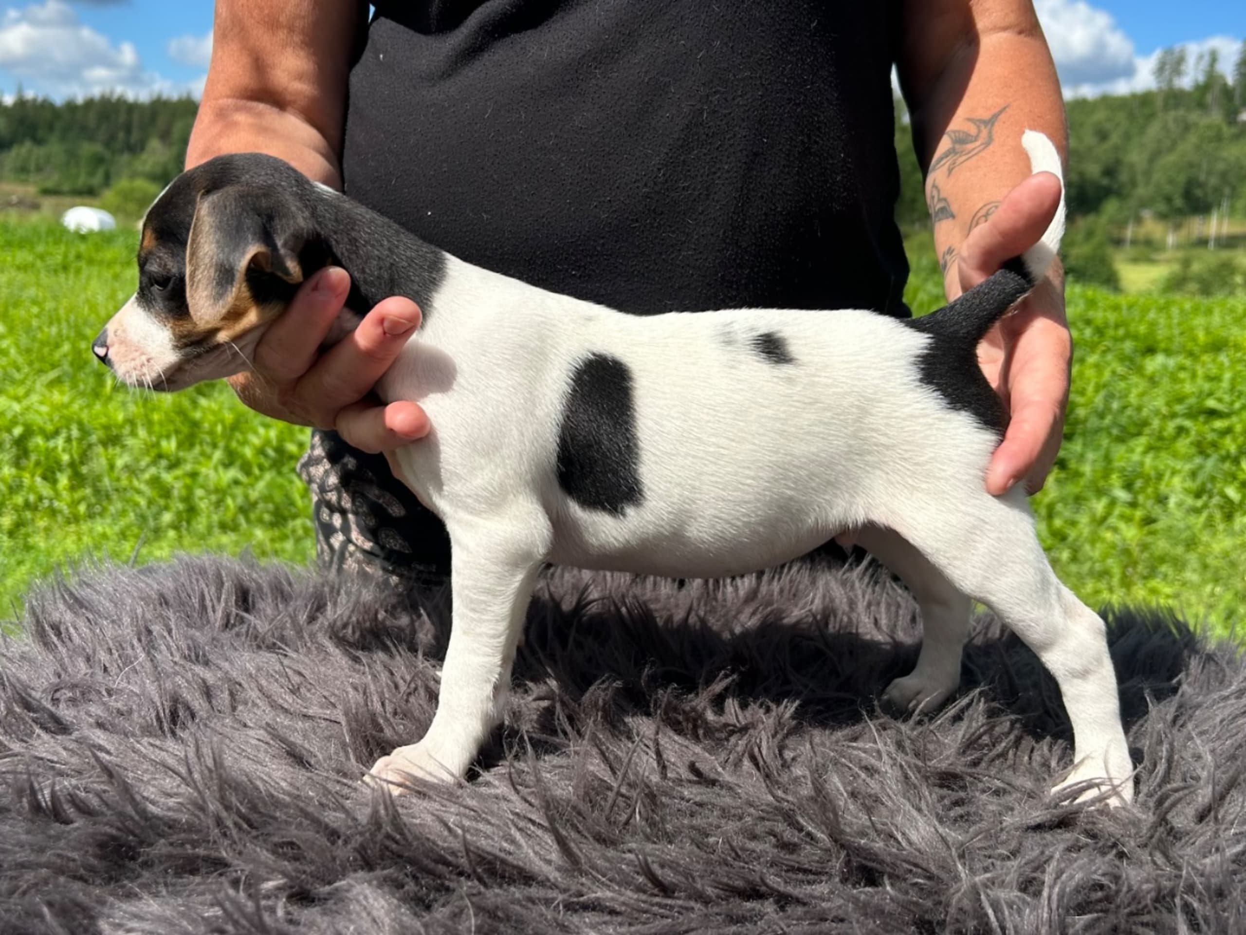 Danish Swedish Farmdog · Älekulla · Lillhovens
