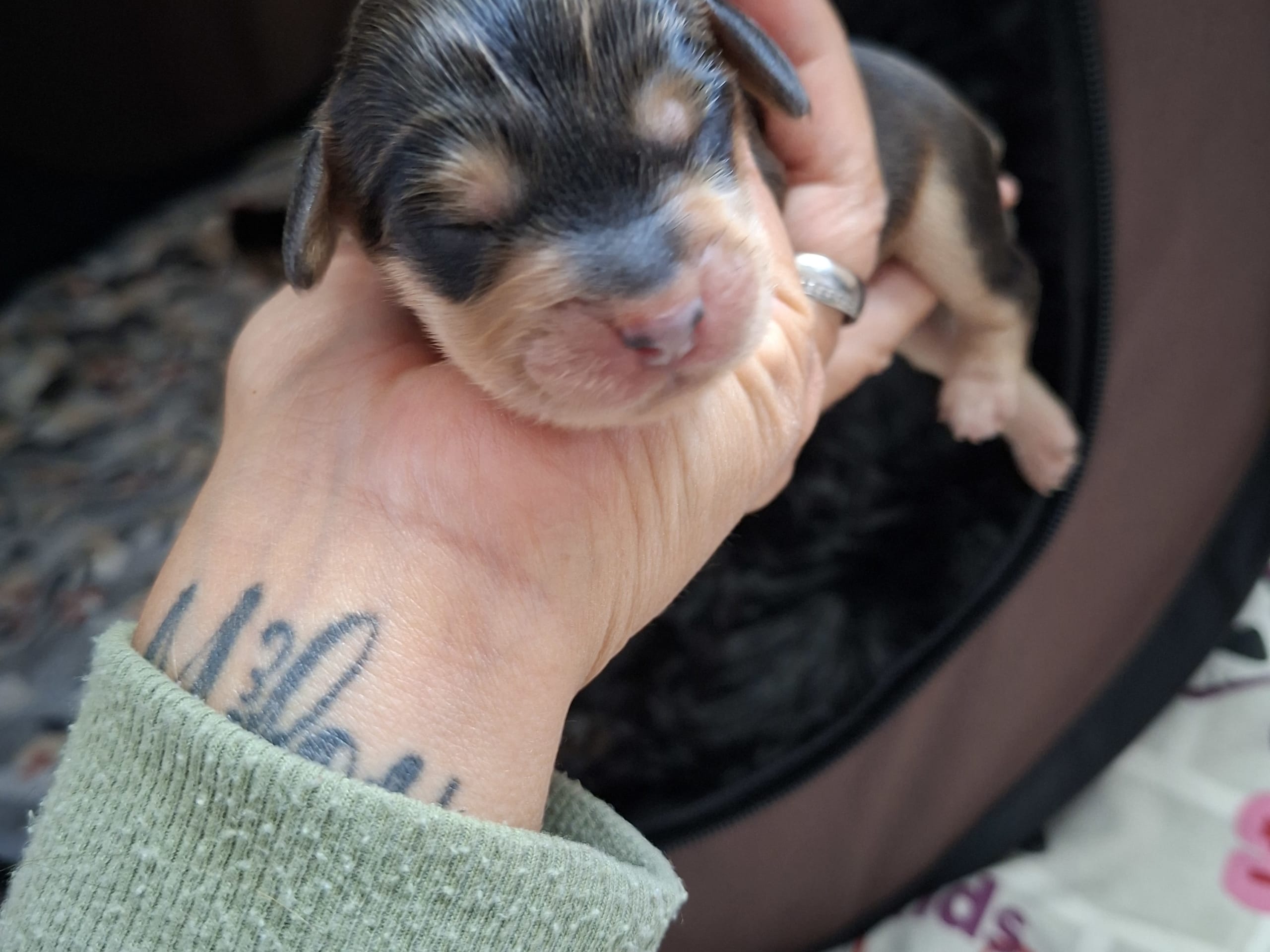 Cockerpoo · Sollentuna · Mikaela C.