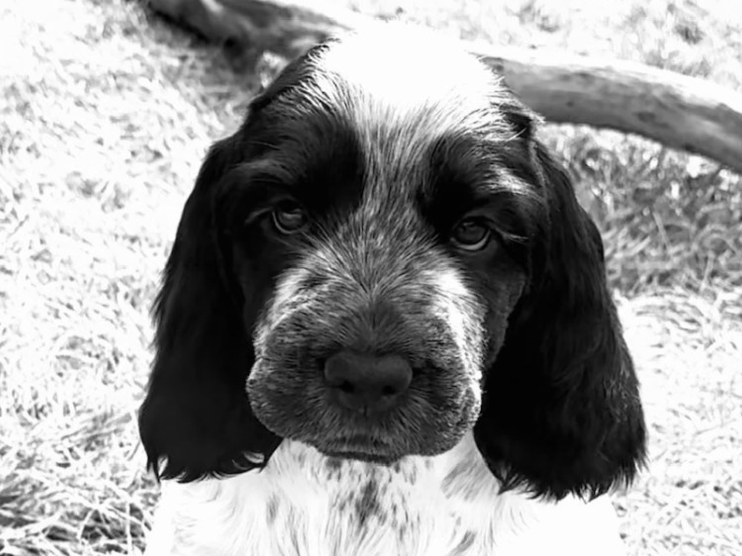 Cocker spaniel · Nygård · Westdreams