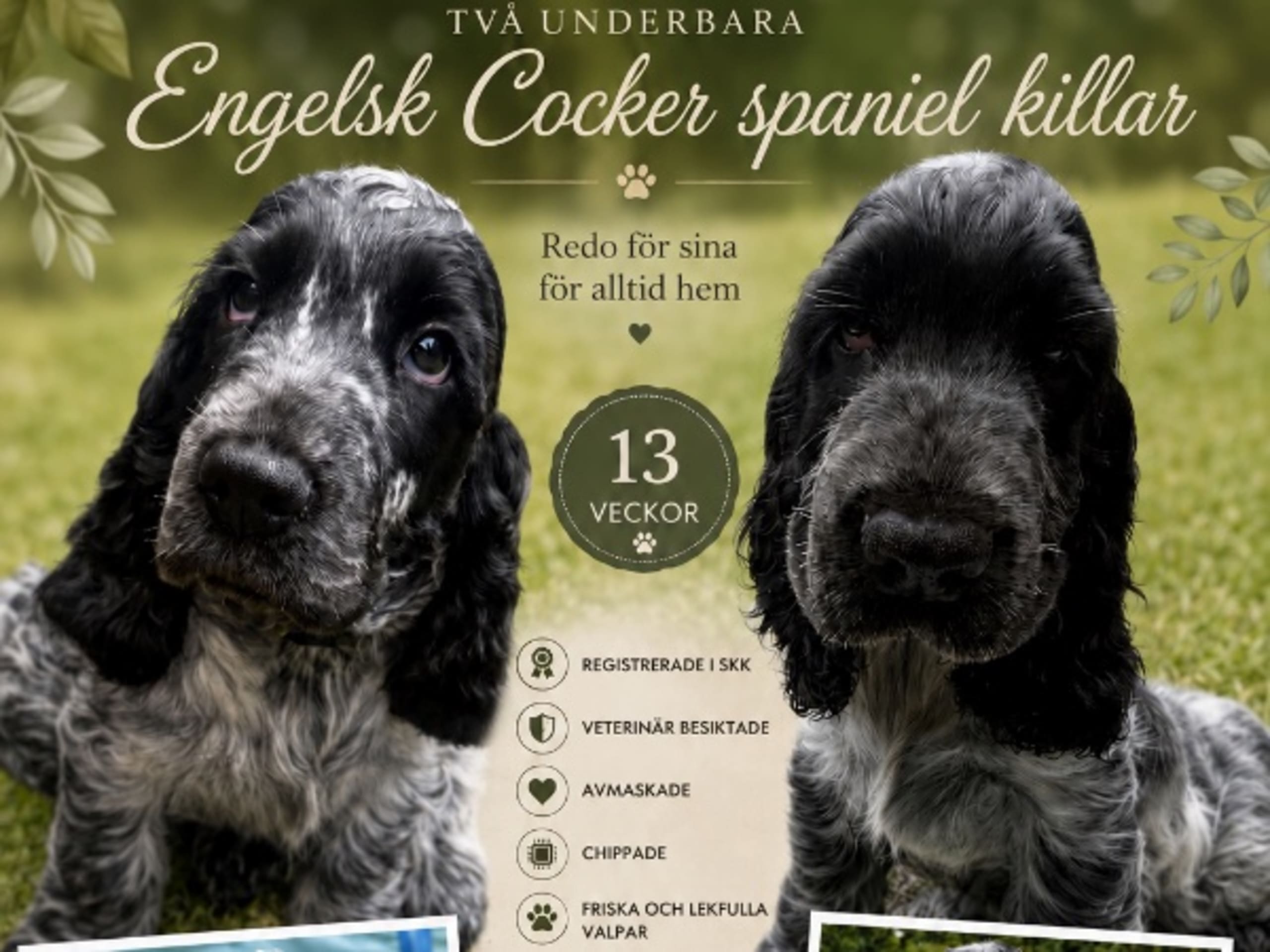 Cocker spaniel · Villands Vånga · Katarina Håkansson