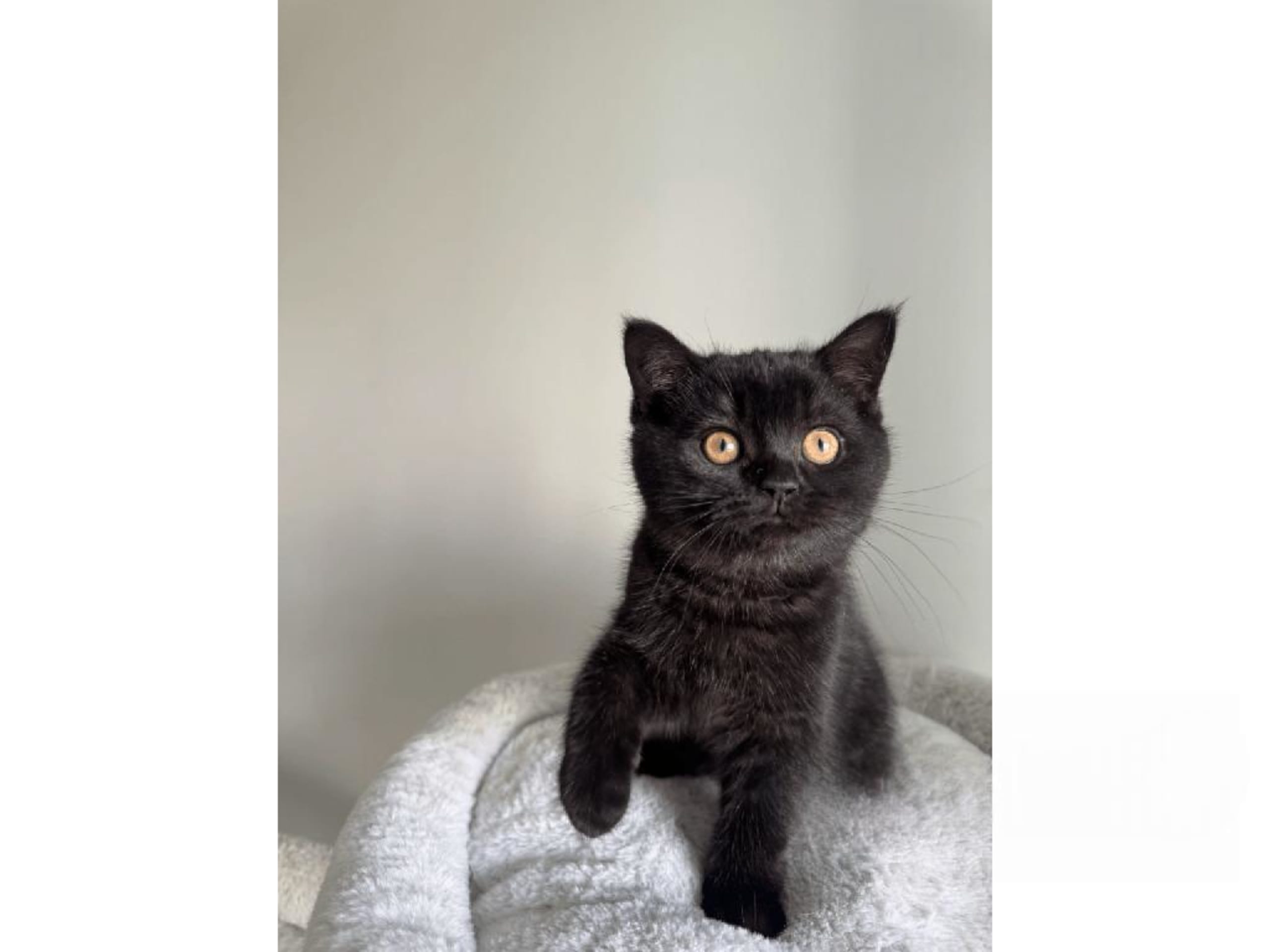 British Shorthair · Skövde · SE*Britessa
