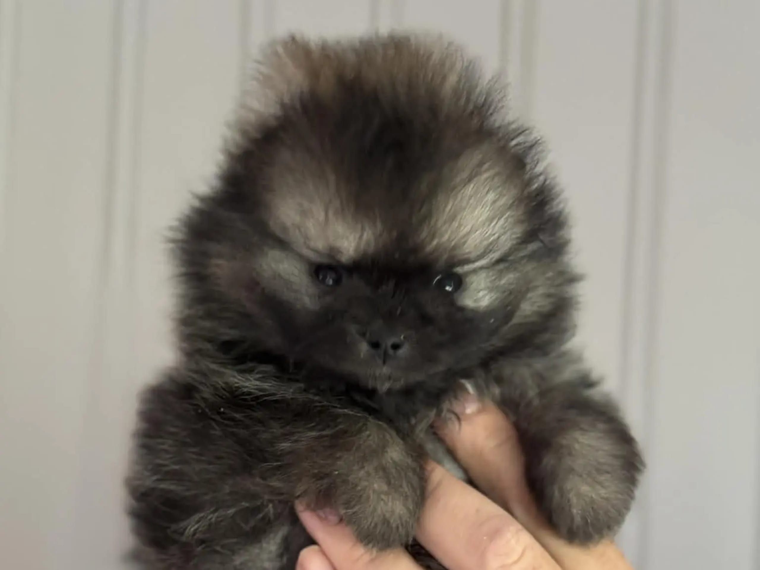 Pomeranian · Gran · Villa Mimola