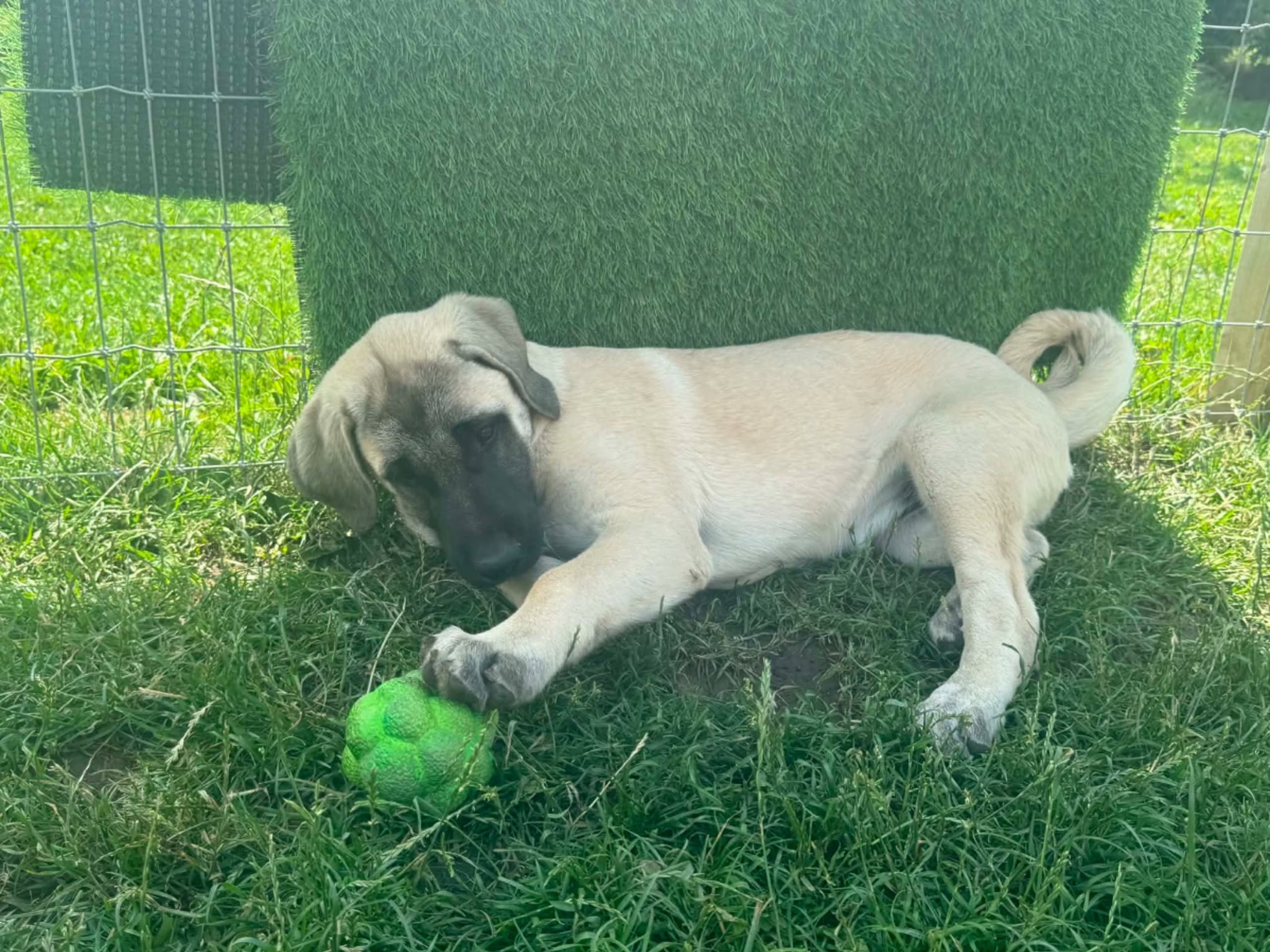 Kangal Shepherd Dog · Skurup · Lindbyhill