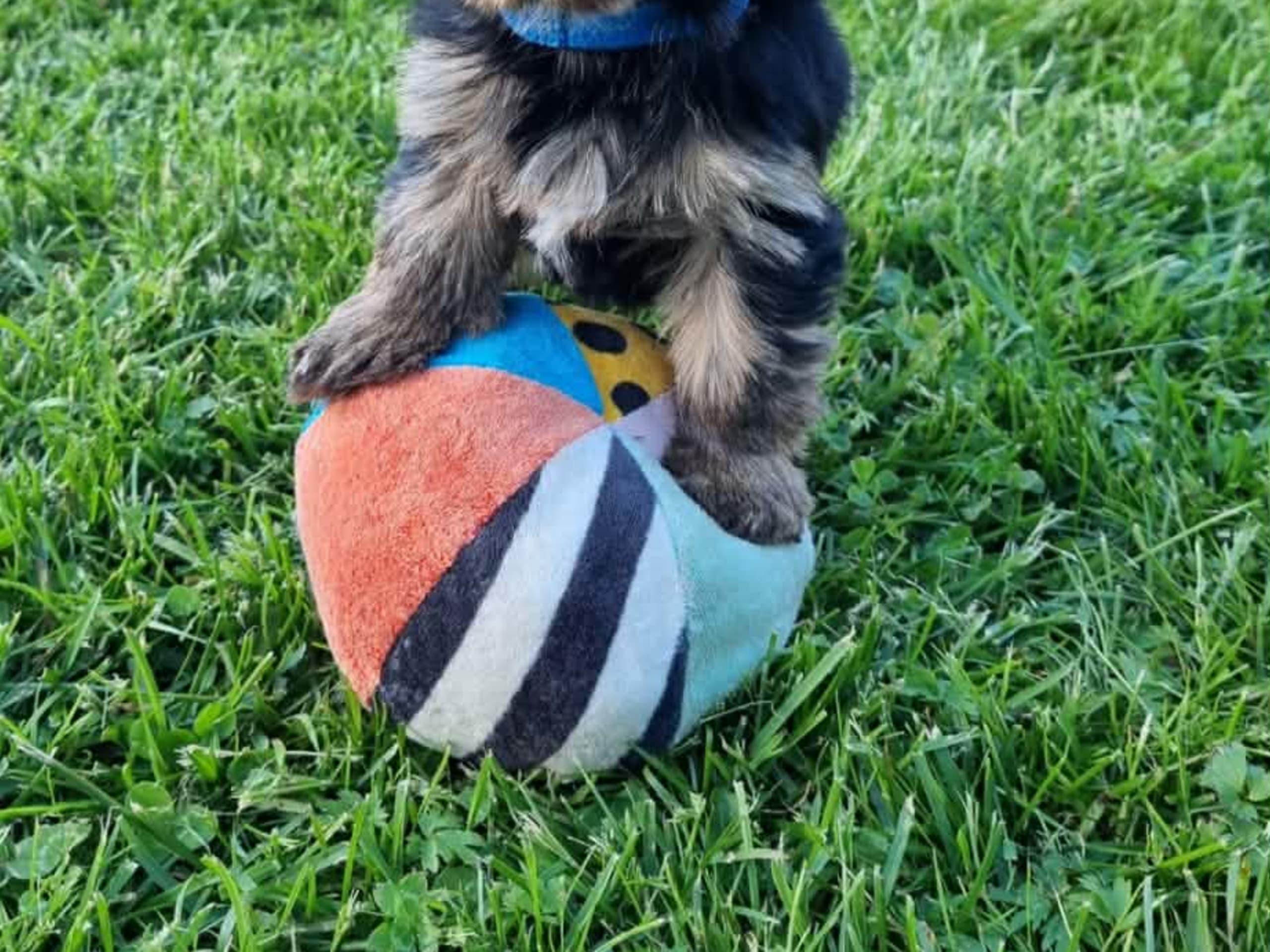Yorkshire terrier · Kopparberg · Gacrux