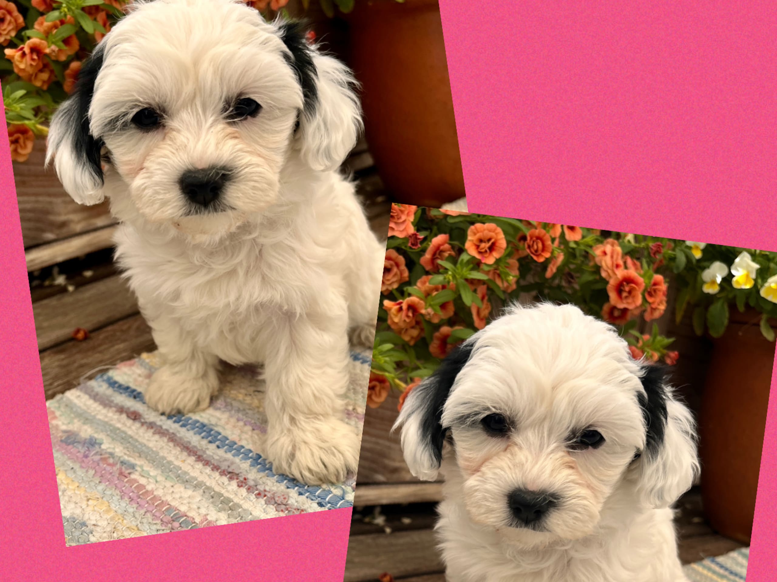 Maltipoo · Mariestad · Liten&Unik