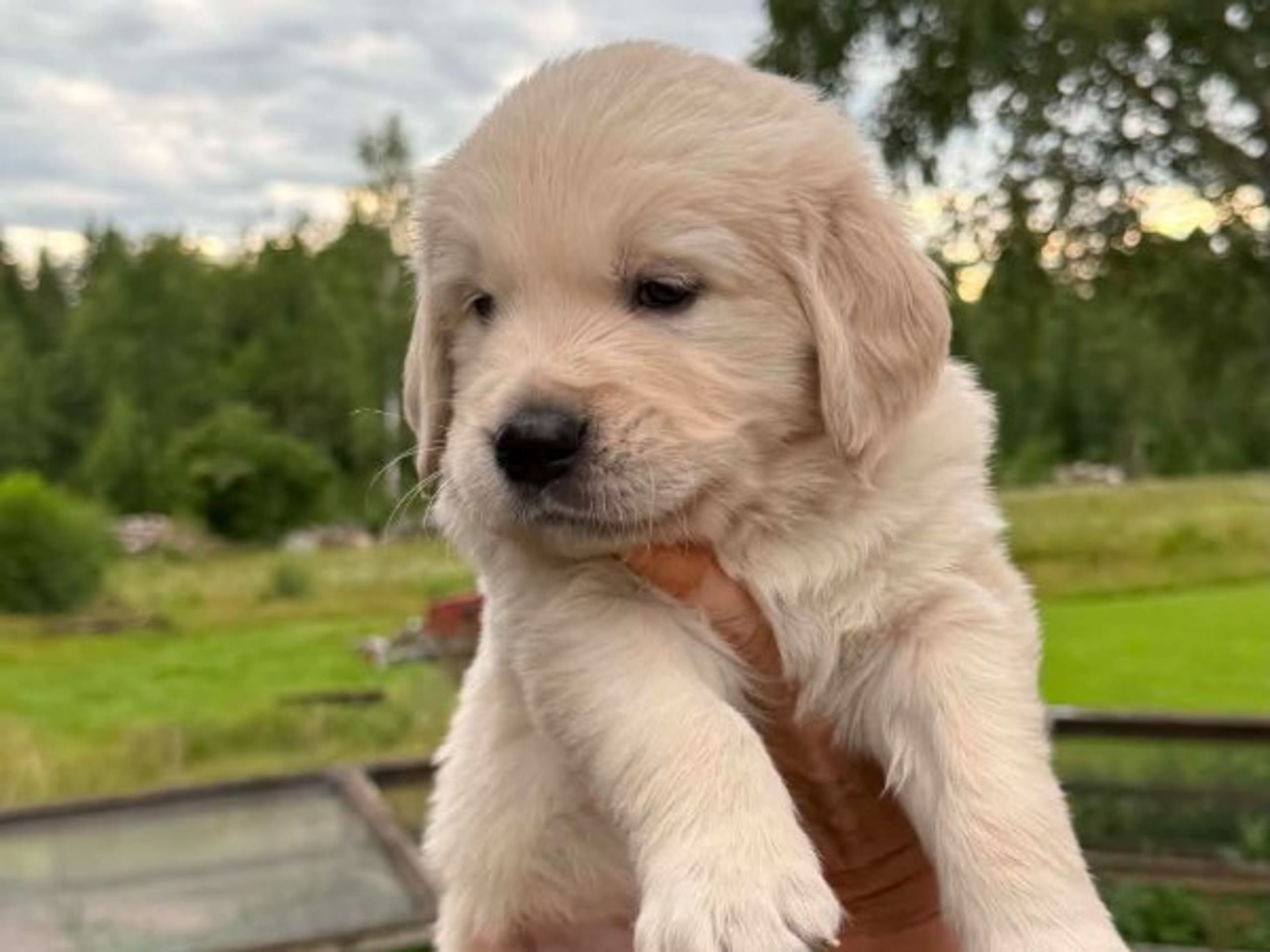 Golden Retriever · Nybro · Amore Waves
