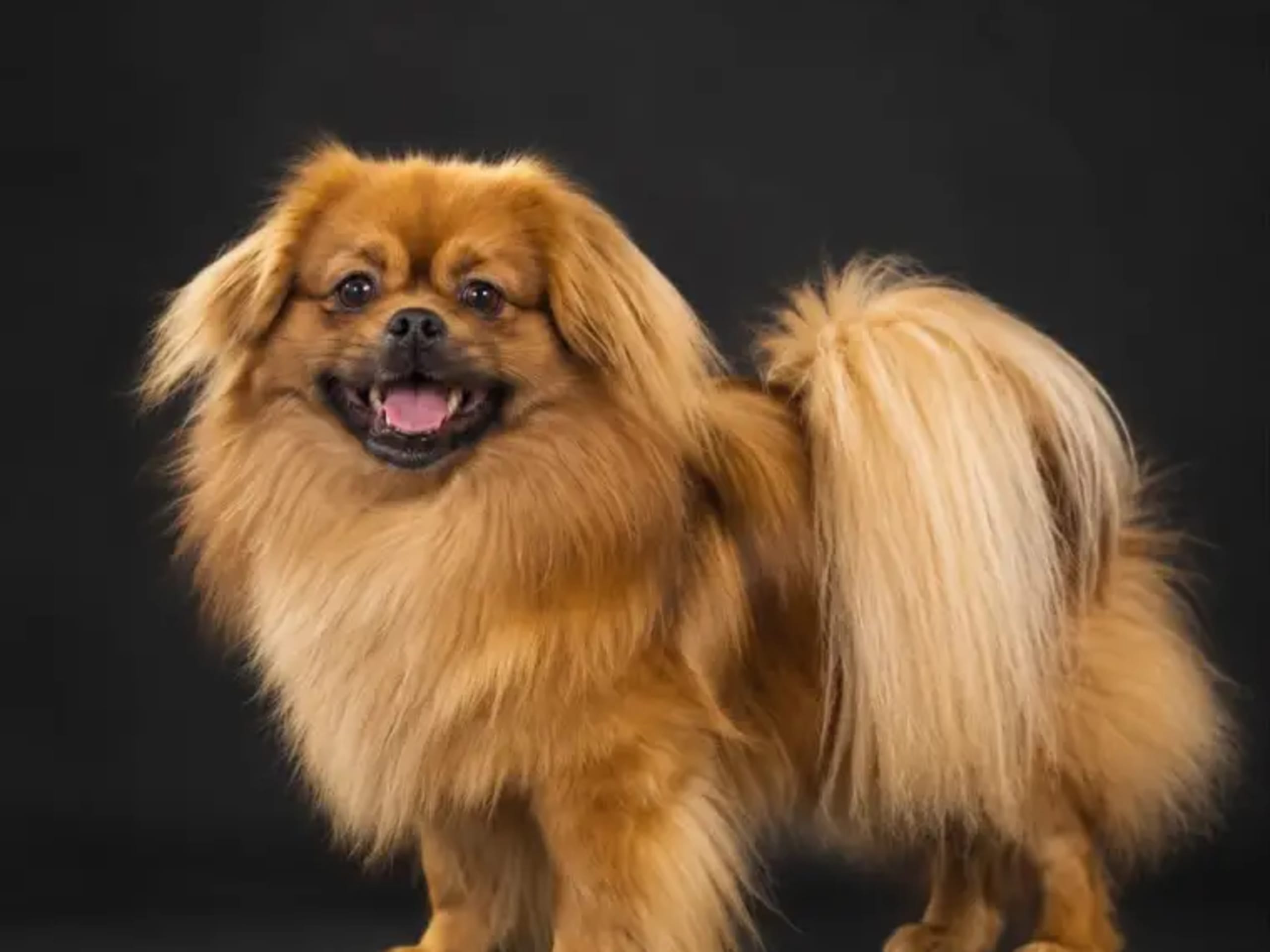 Tibetan Spaniel · Tromsdalen · Ishavskysten