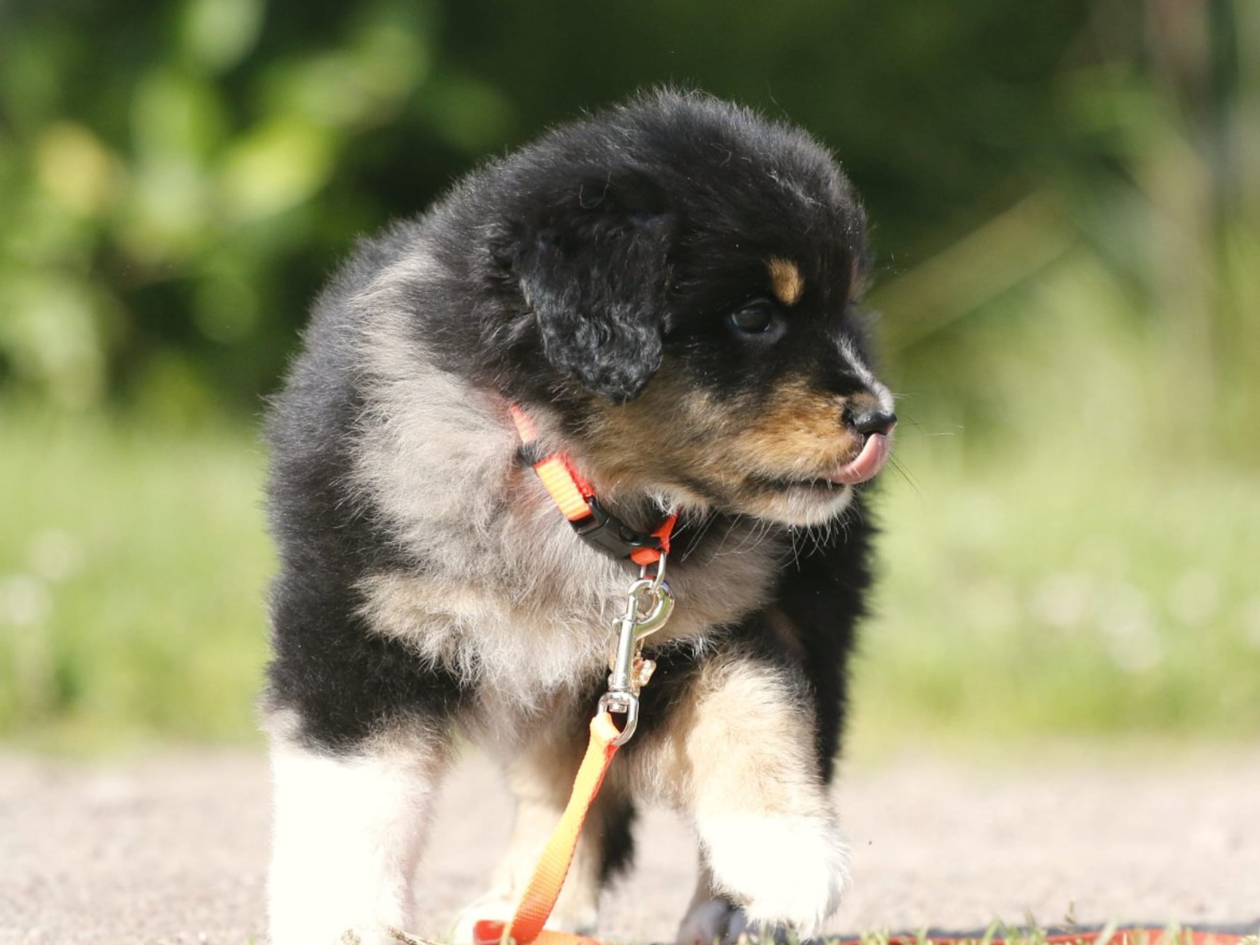 Miniature american shepherd · Hjo · Amazing Sun Fairy