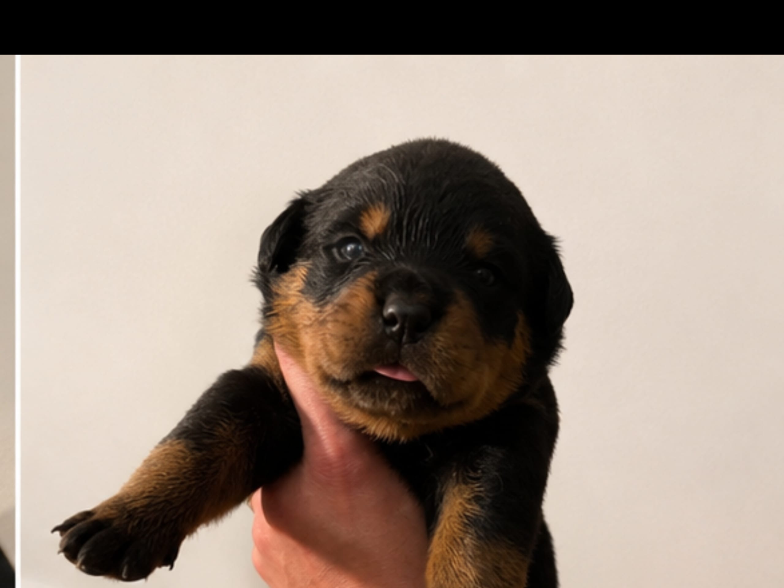 Rottweiler · Karlskoga · Lisabeta M.