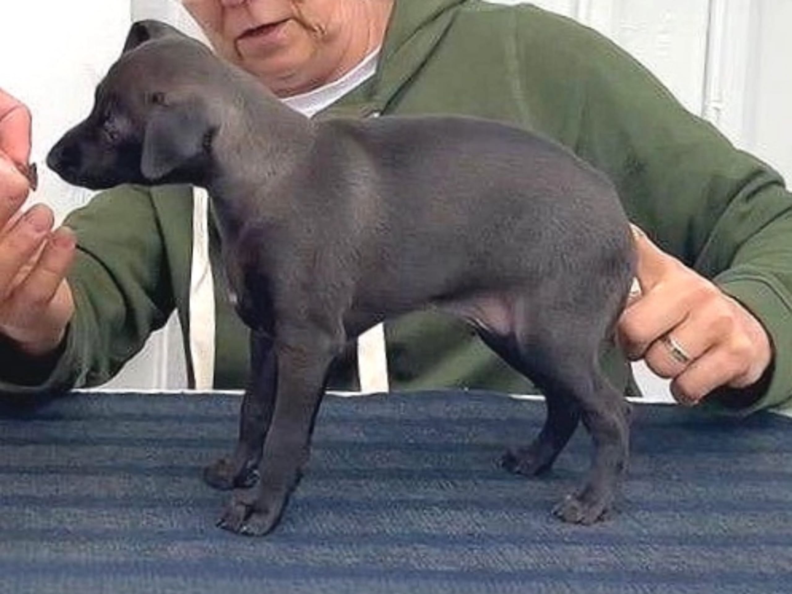 Italian Greyhound · Björklinge · Nuvoloso