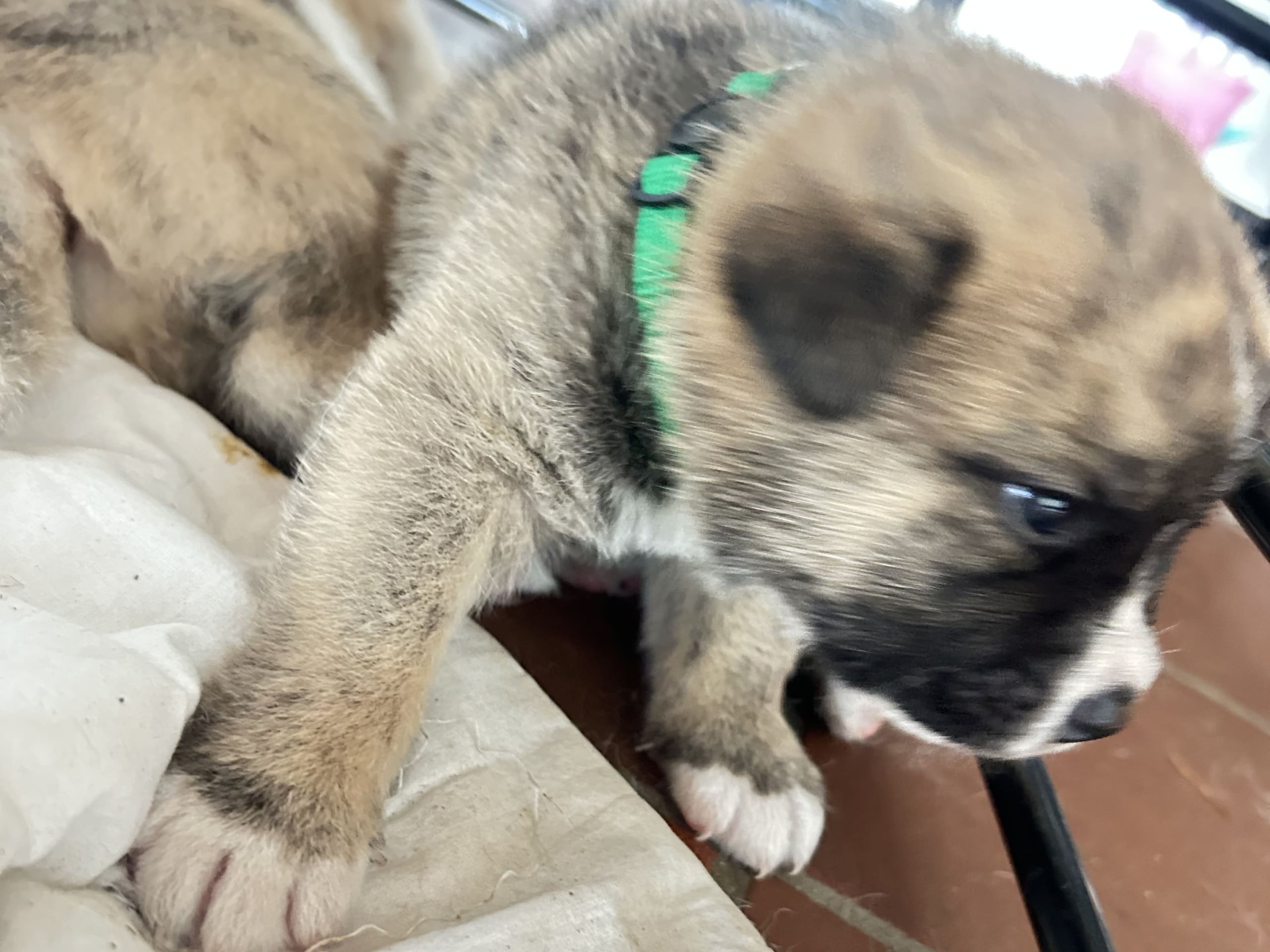 Akita · Holstebro · Linette N.
