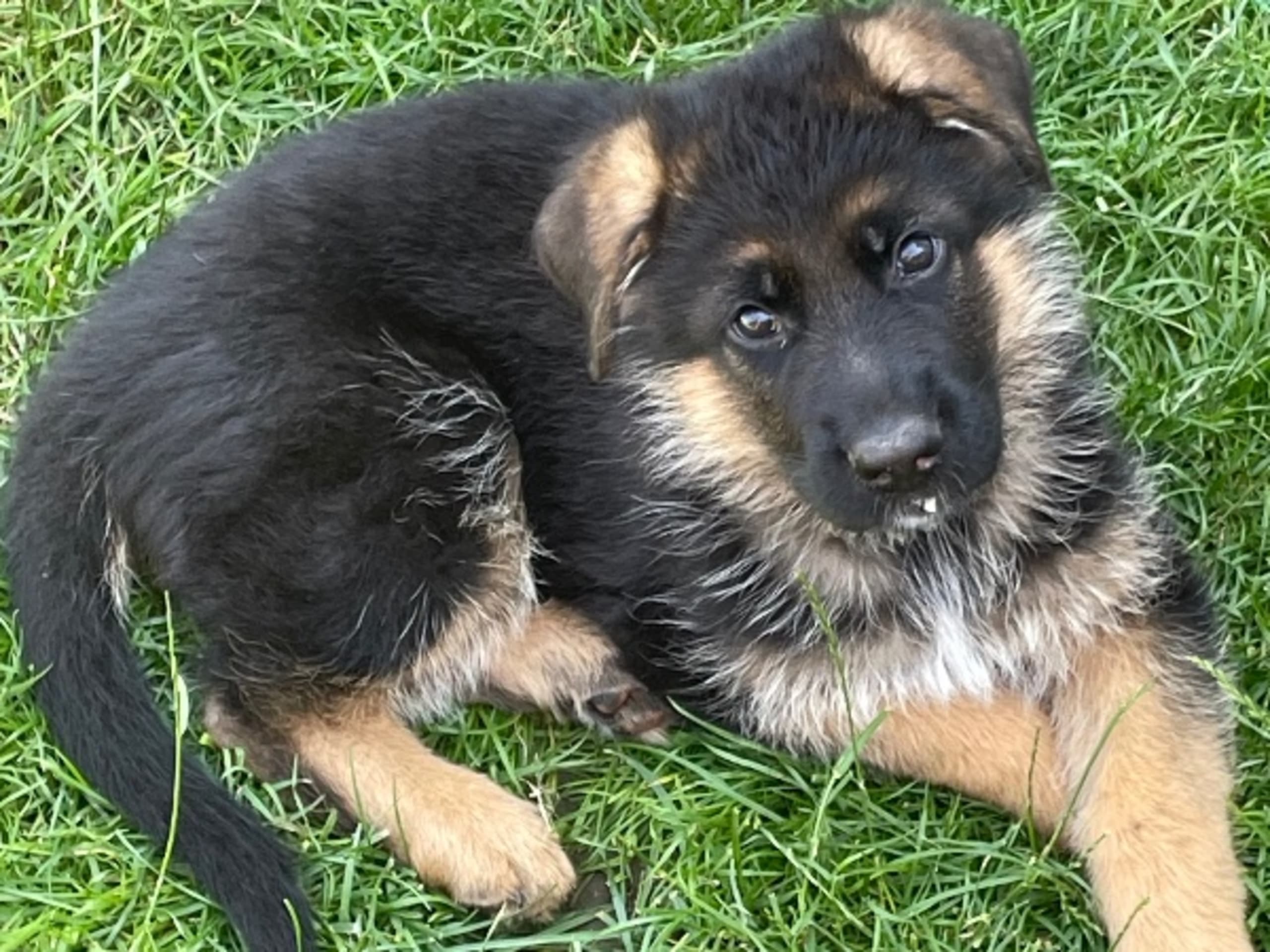 Schæferhund · Marieholm · Birgdahls
