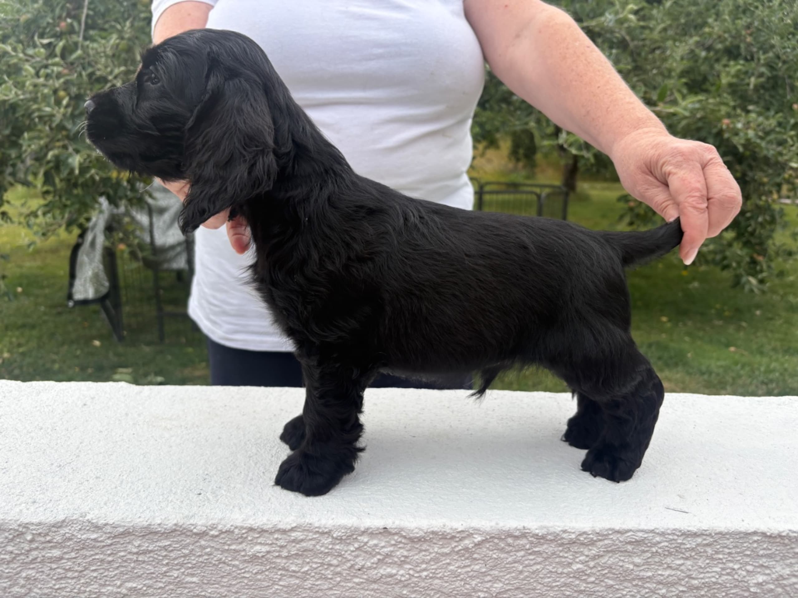 Cocker spaniel · Svartsjö · Accounts