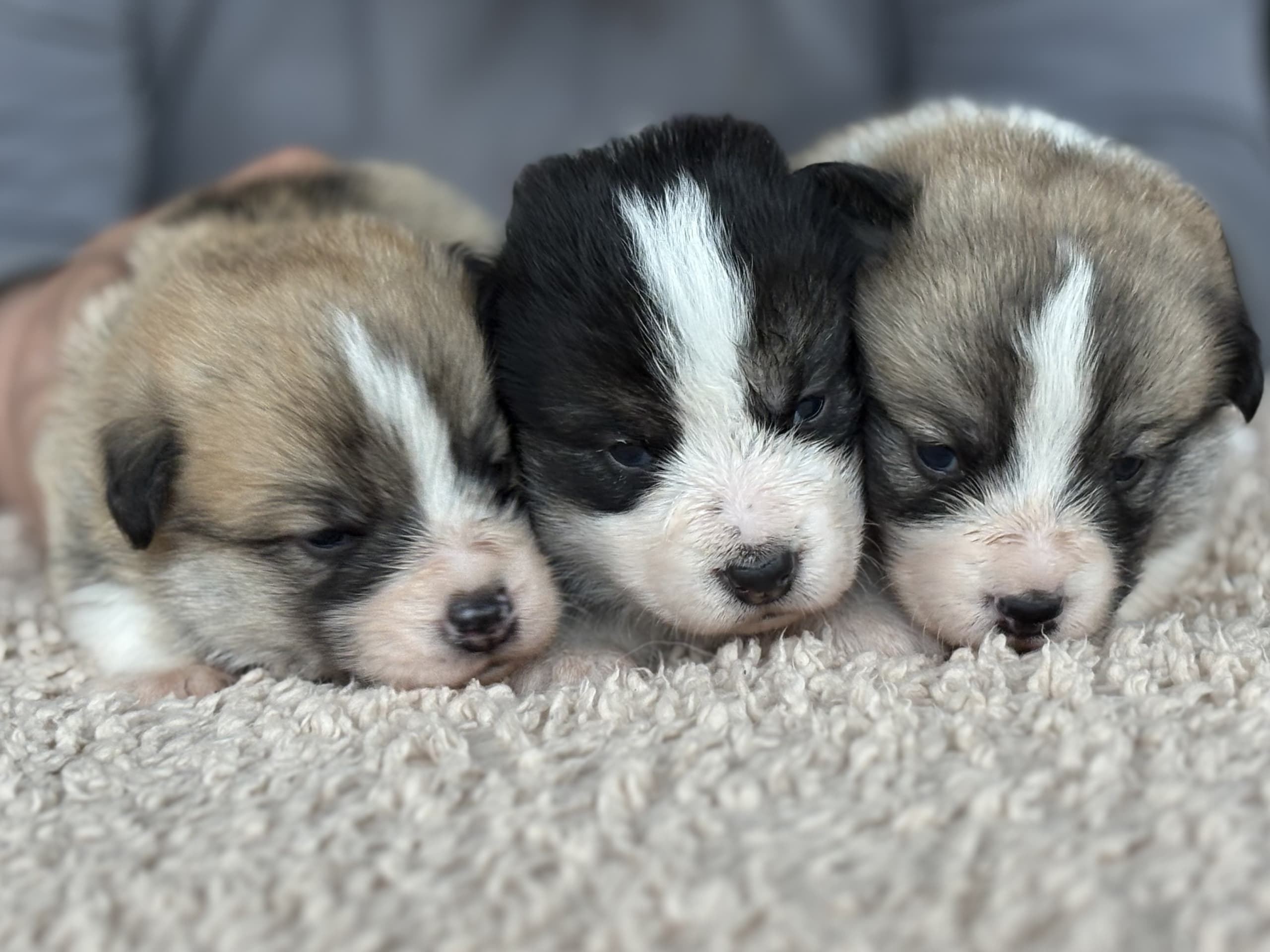 Welsh corgi pembroke · Höör · Jersgården