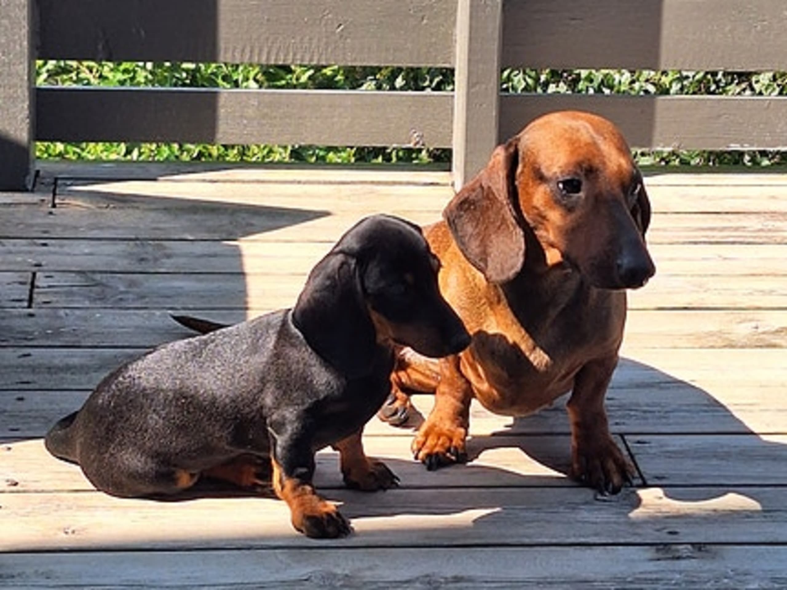 Dachshund · Helle · Rune Rasmussen