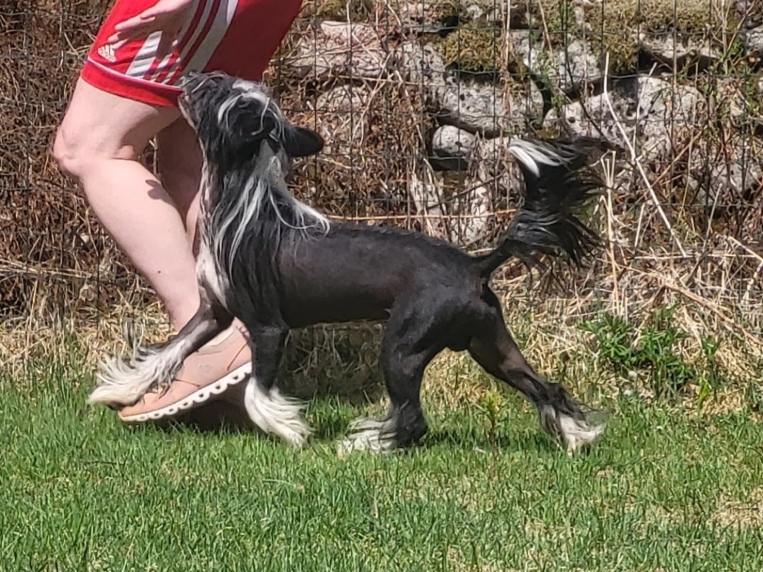 Chinese crested · Lesjöfors · av Da Mia Cuccia