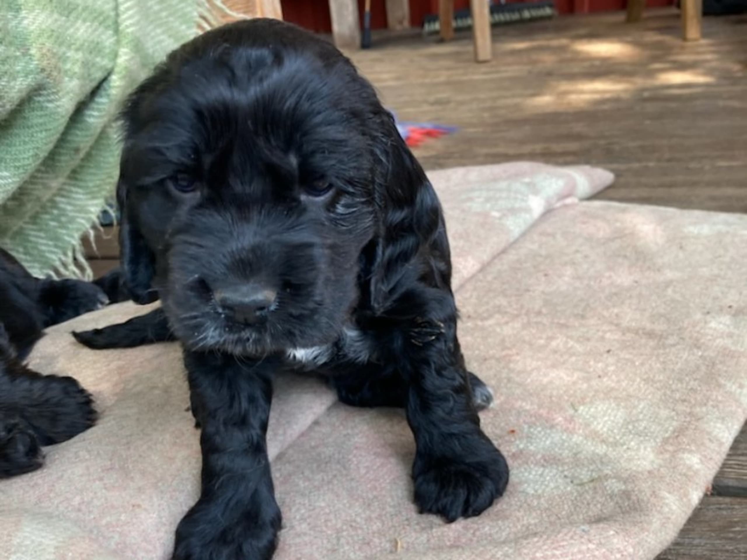 Cocker spaniel · Nyköping · Kvigdalens