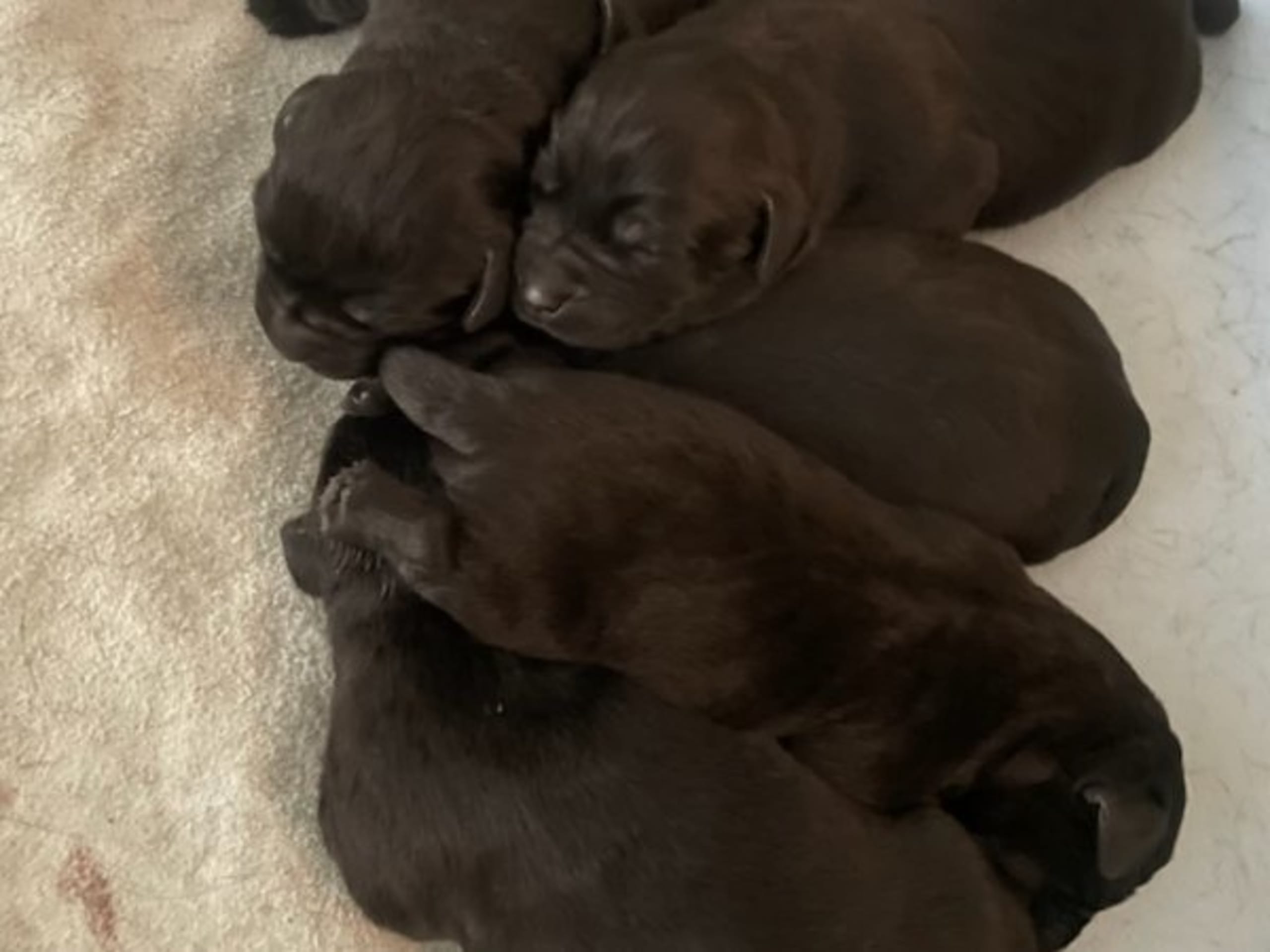 Labrador retriever · Edsbruk · Verbascum nigrum