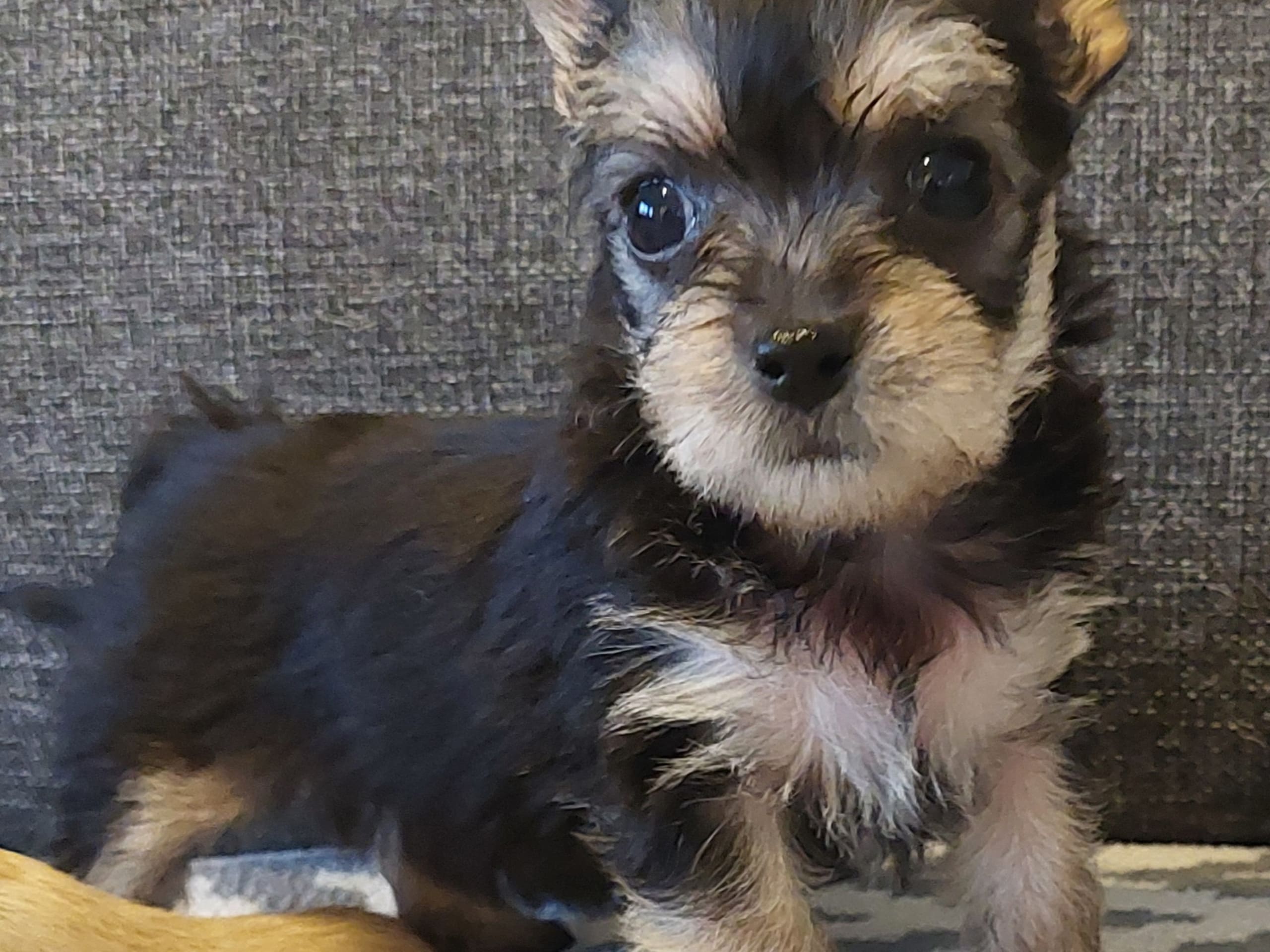 Chorkie · Vårby · DochD