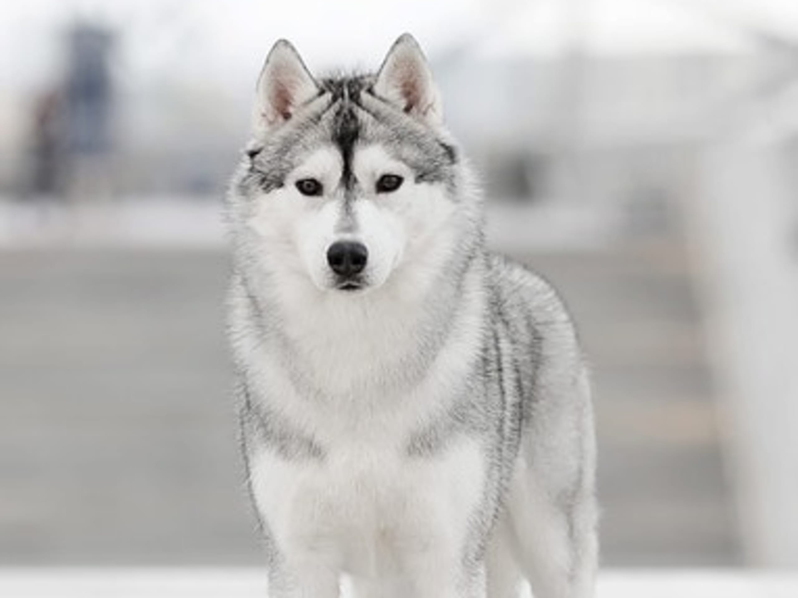 Siberian husky · Sørskogbygda · Joanna Krystyna Ratajczak