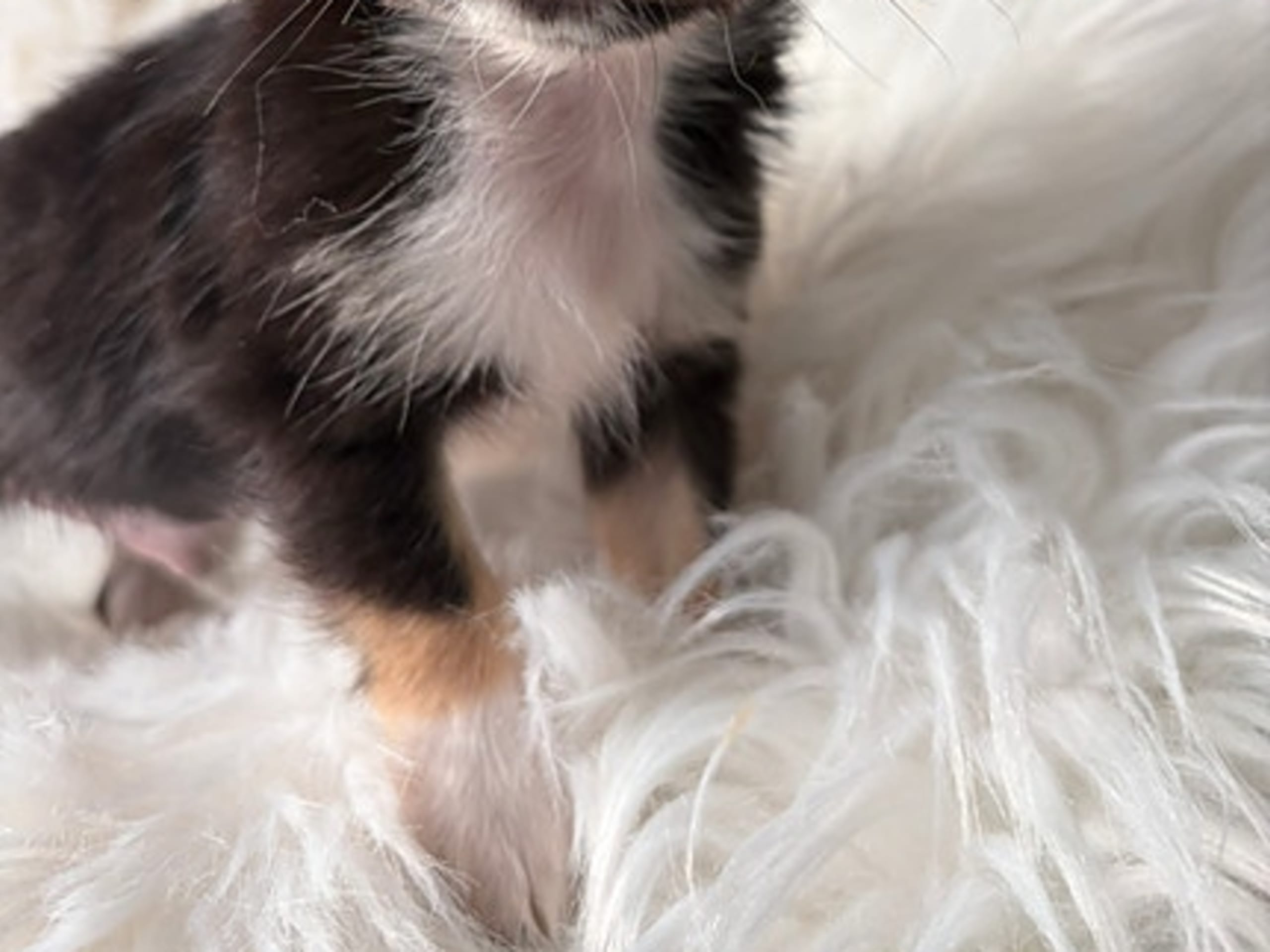 Chihuahua · Jonsvatnet · Sissel Bergdal