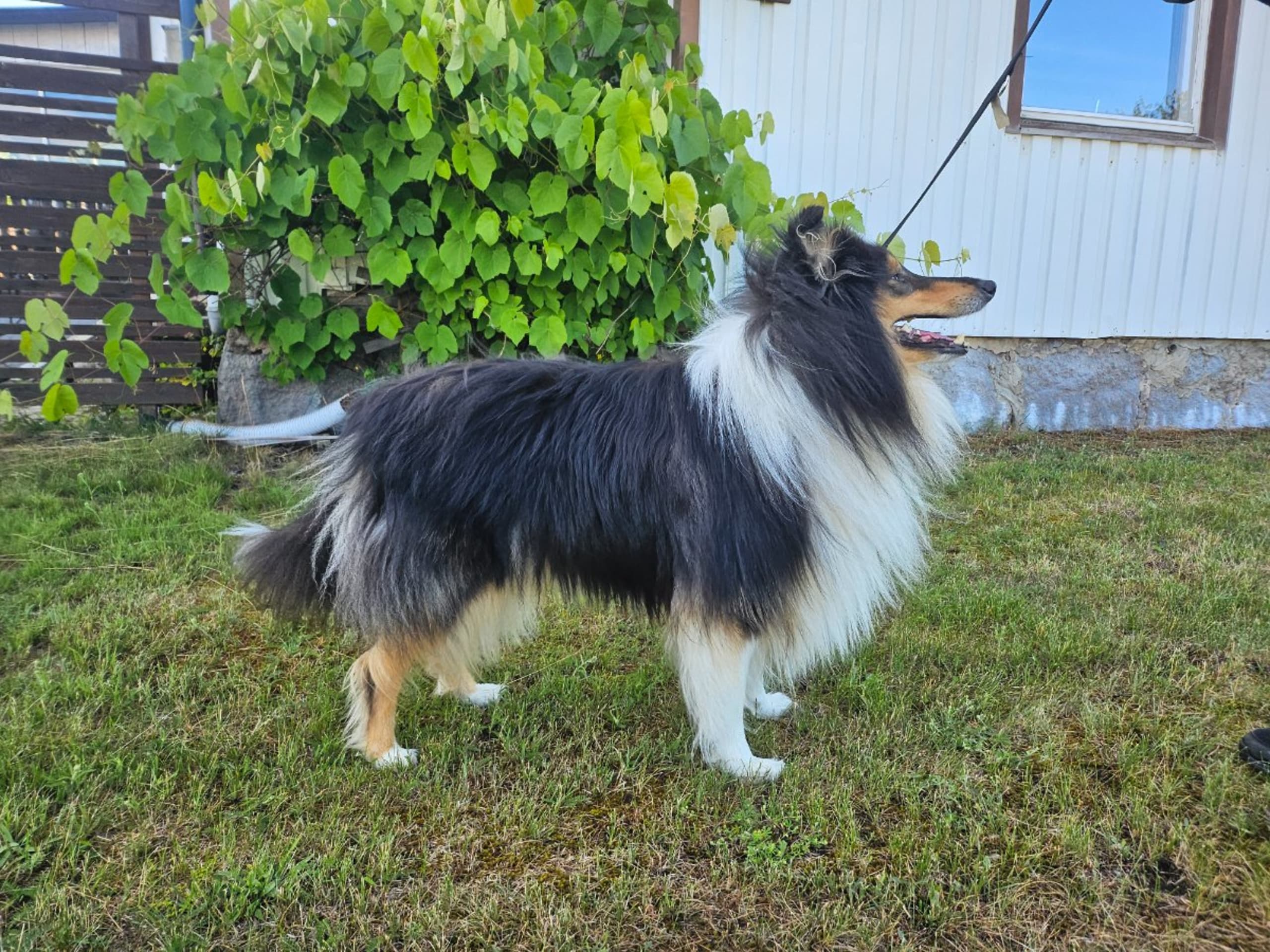Collie · Rimbo · Galax Star