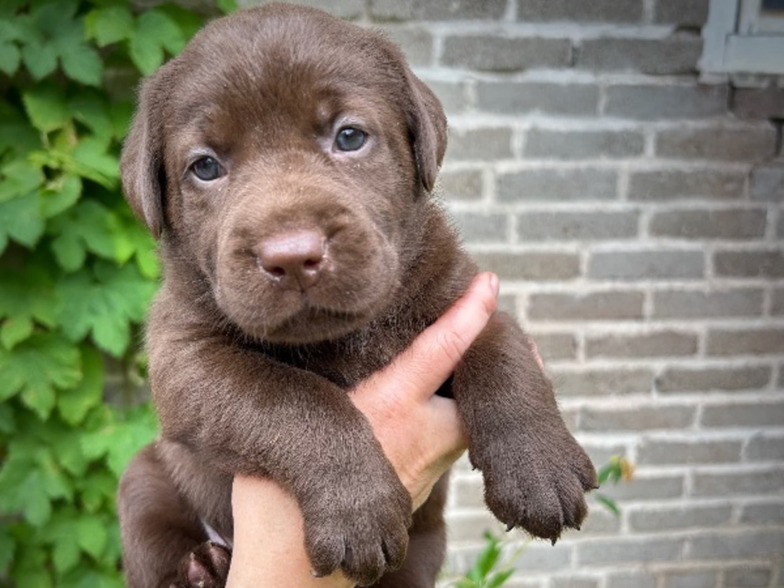 Labrador retriever