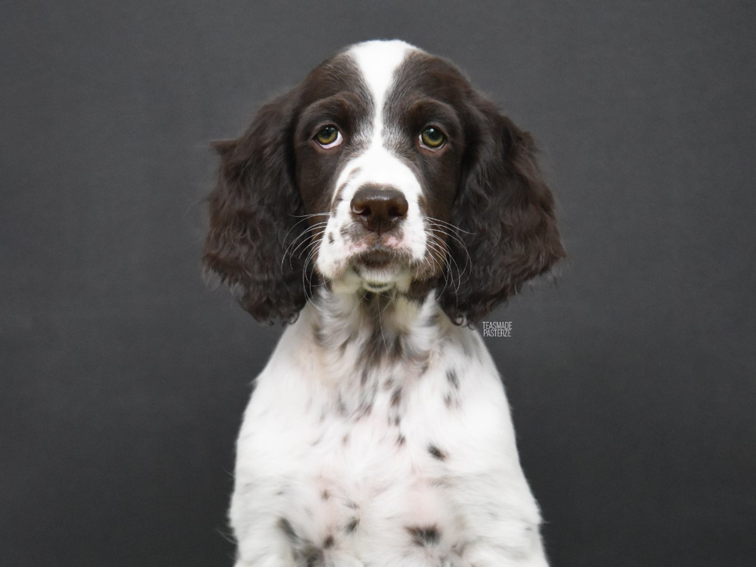 Engelsk setter