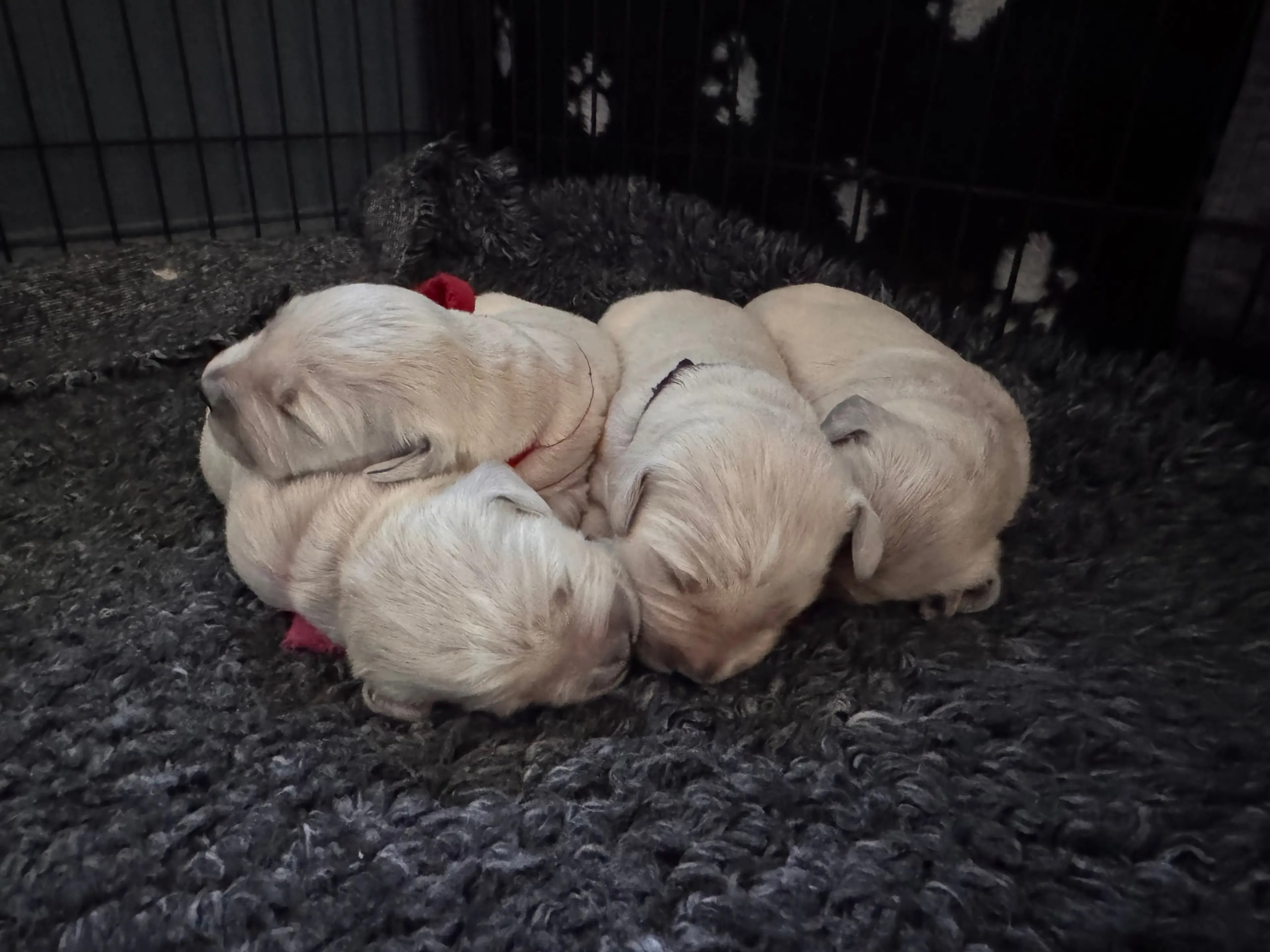 Golden Retriever · Svarstad · Gry Anette Lie Sørensen