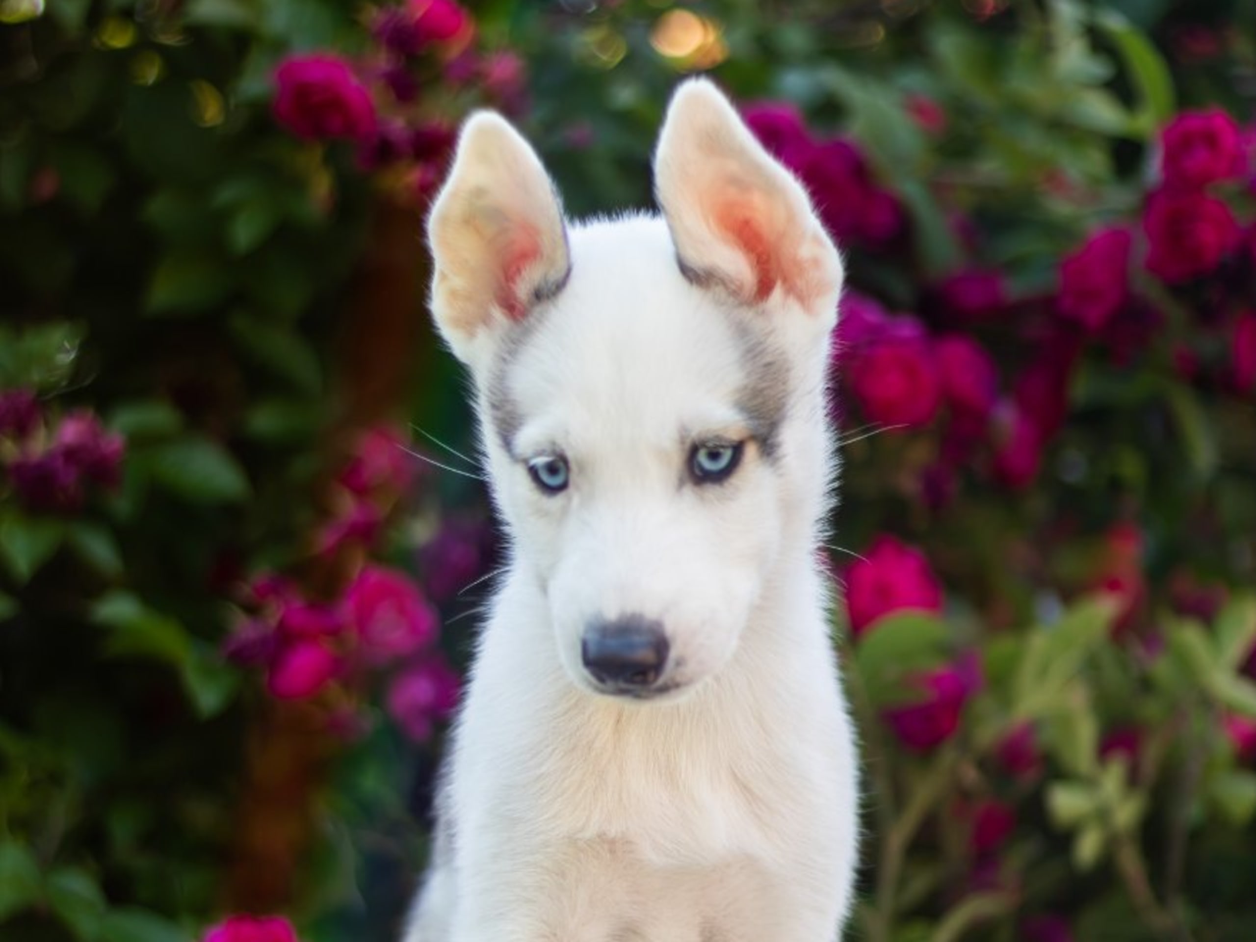 Siberian Husky · Strängnäs · Darkspell's