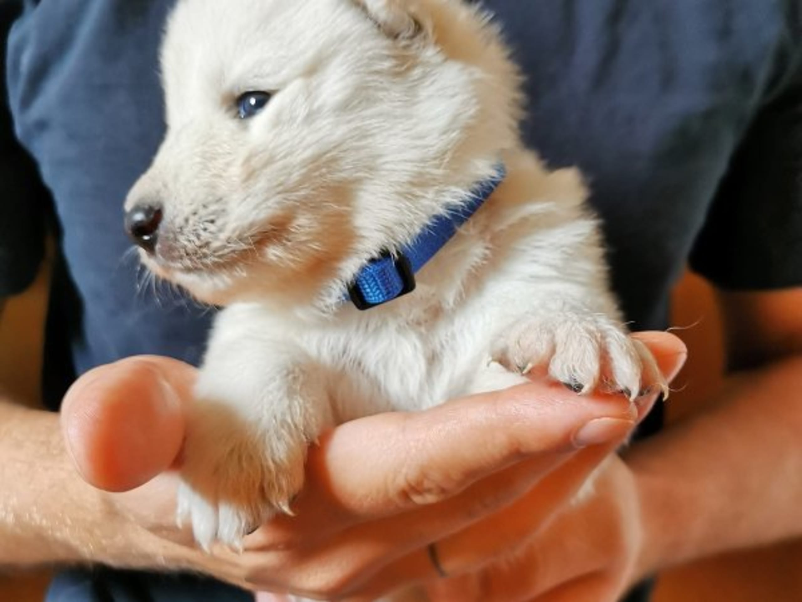 Samojedhund · Älvsjö · Annika Granlund